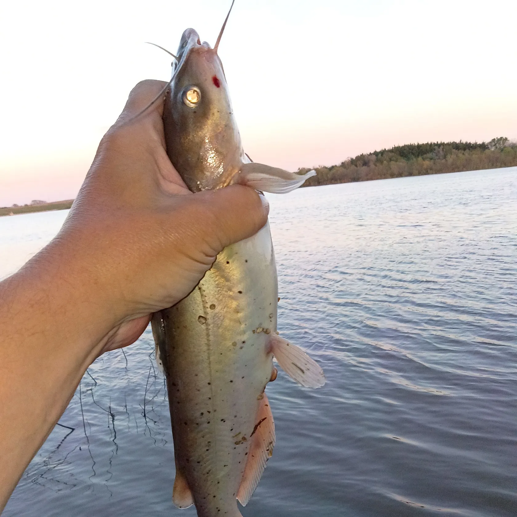 Channel catfish caught on Fishbrain