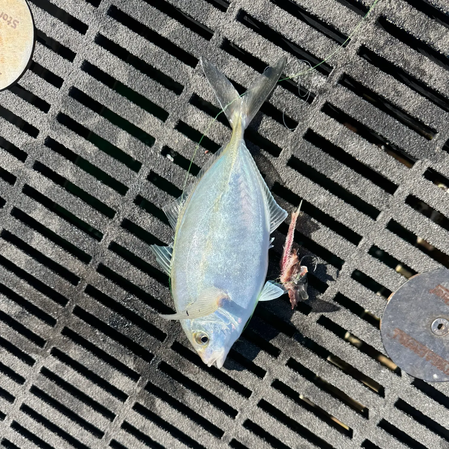 The most recent Silver trevally catches on Fishbrain