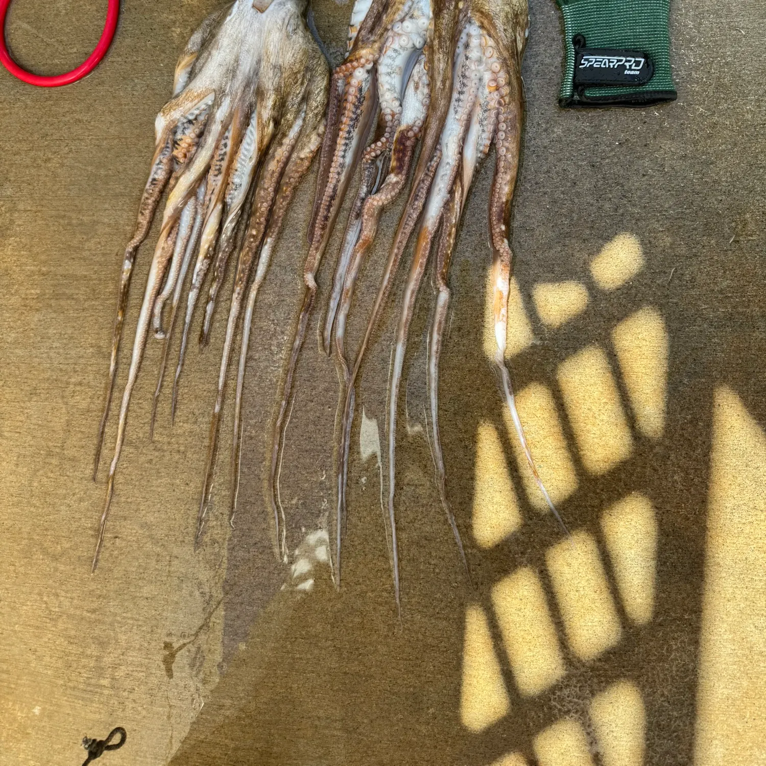 The most recent Common octopus catches on Fishbrain