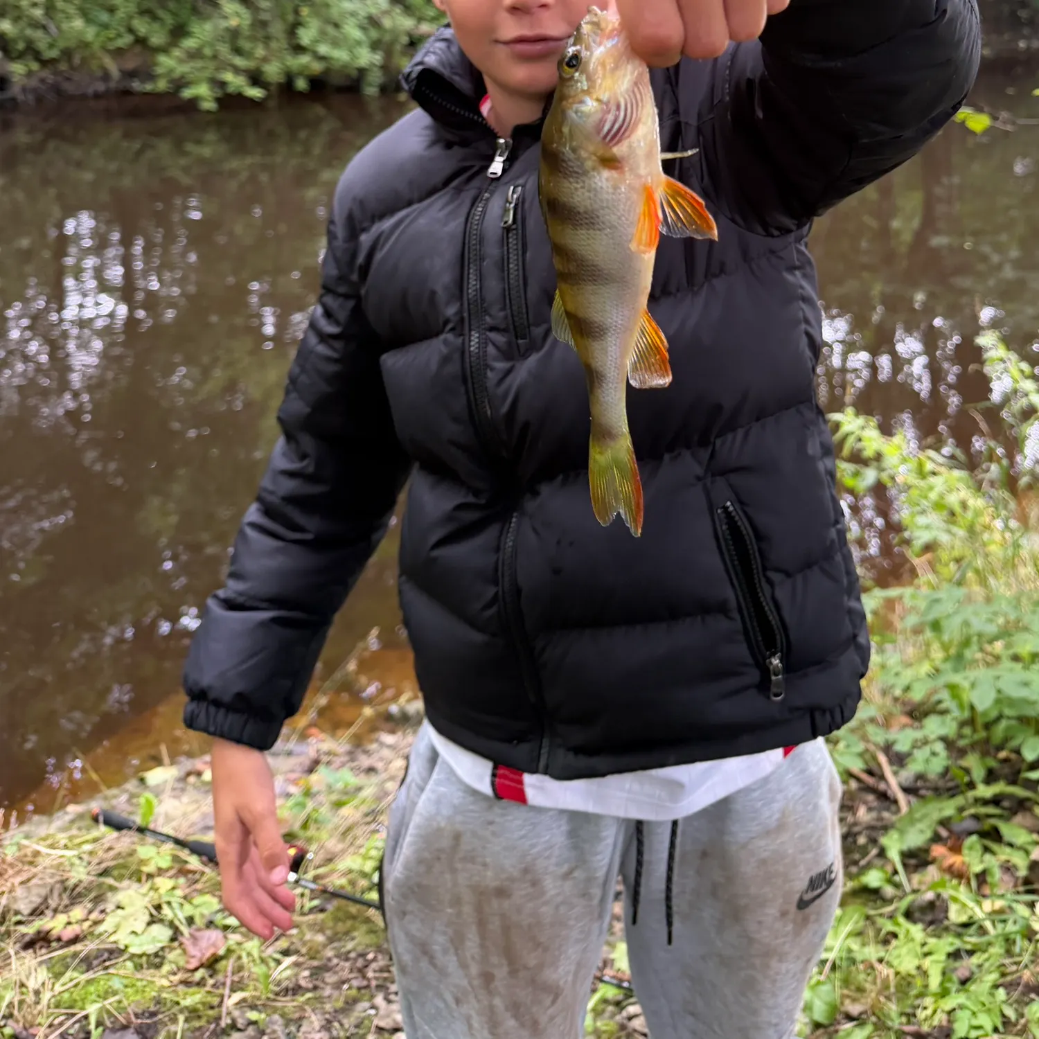 European perch caught on Fishbrain