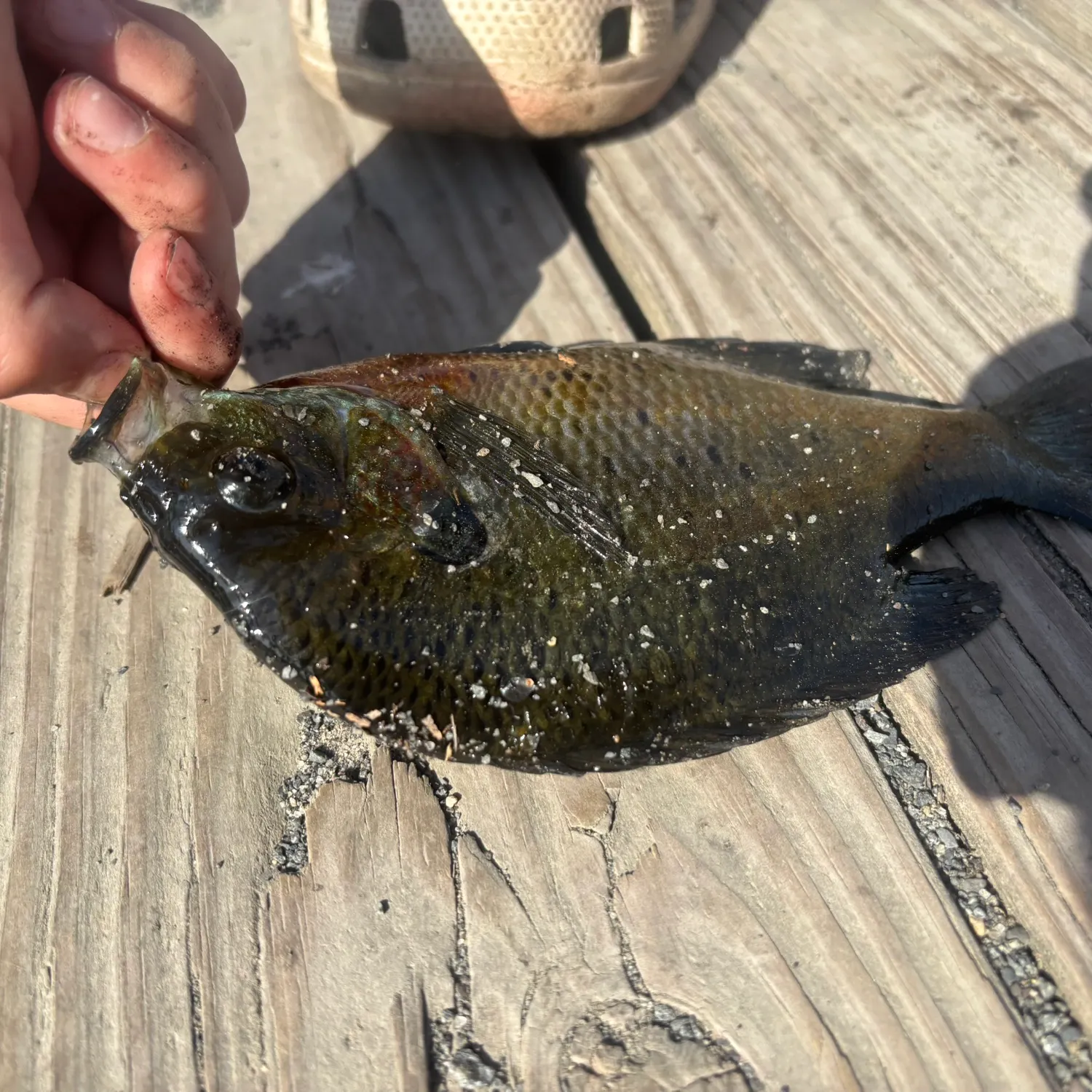 catch