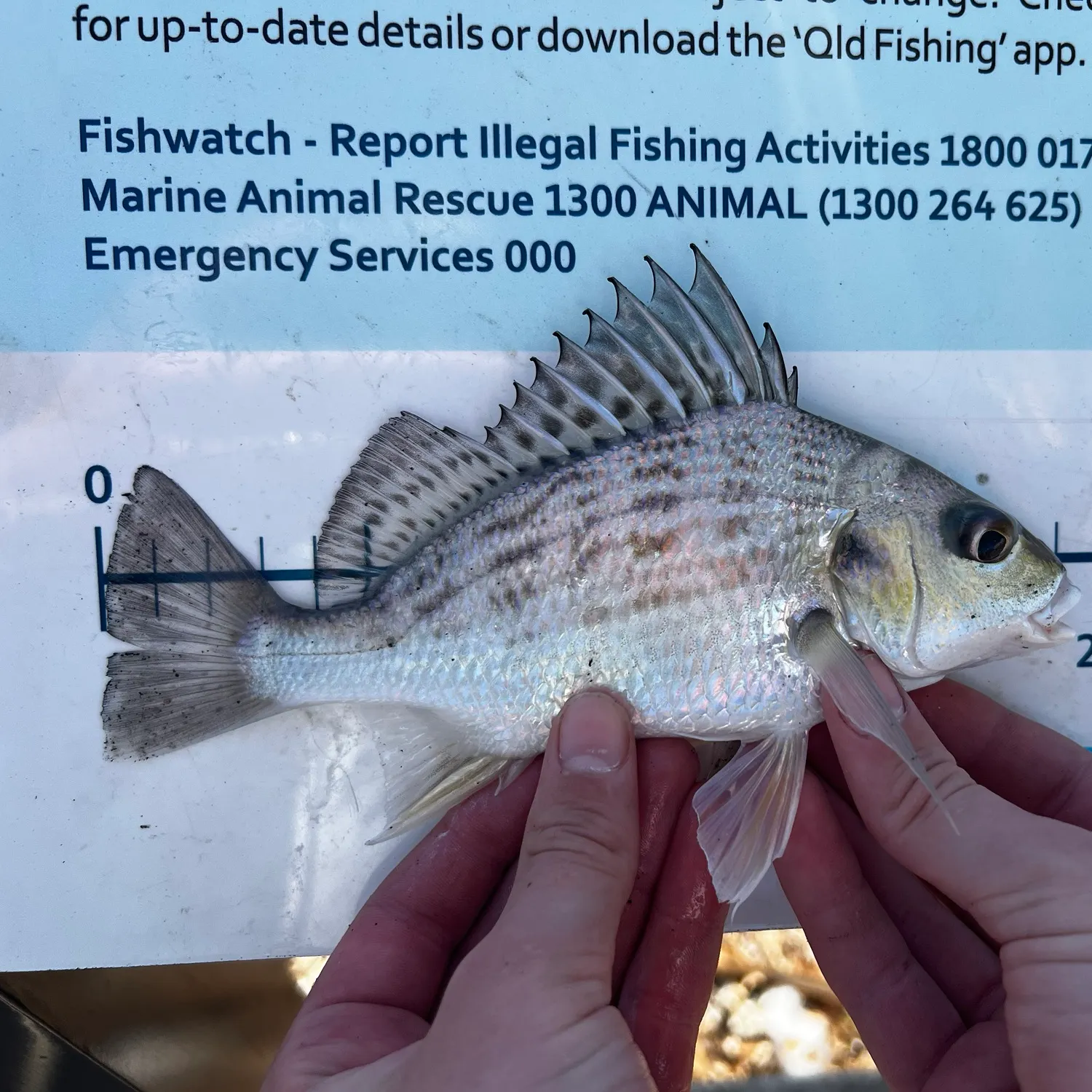 The most recent Javelin grunter catches on Fishbrain