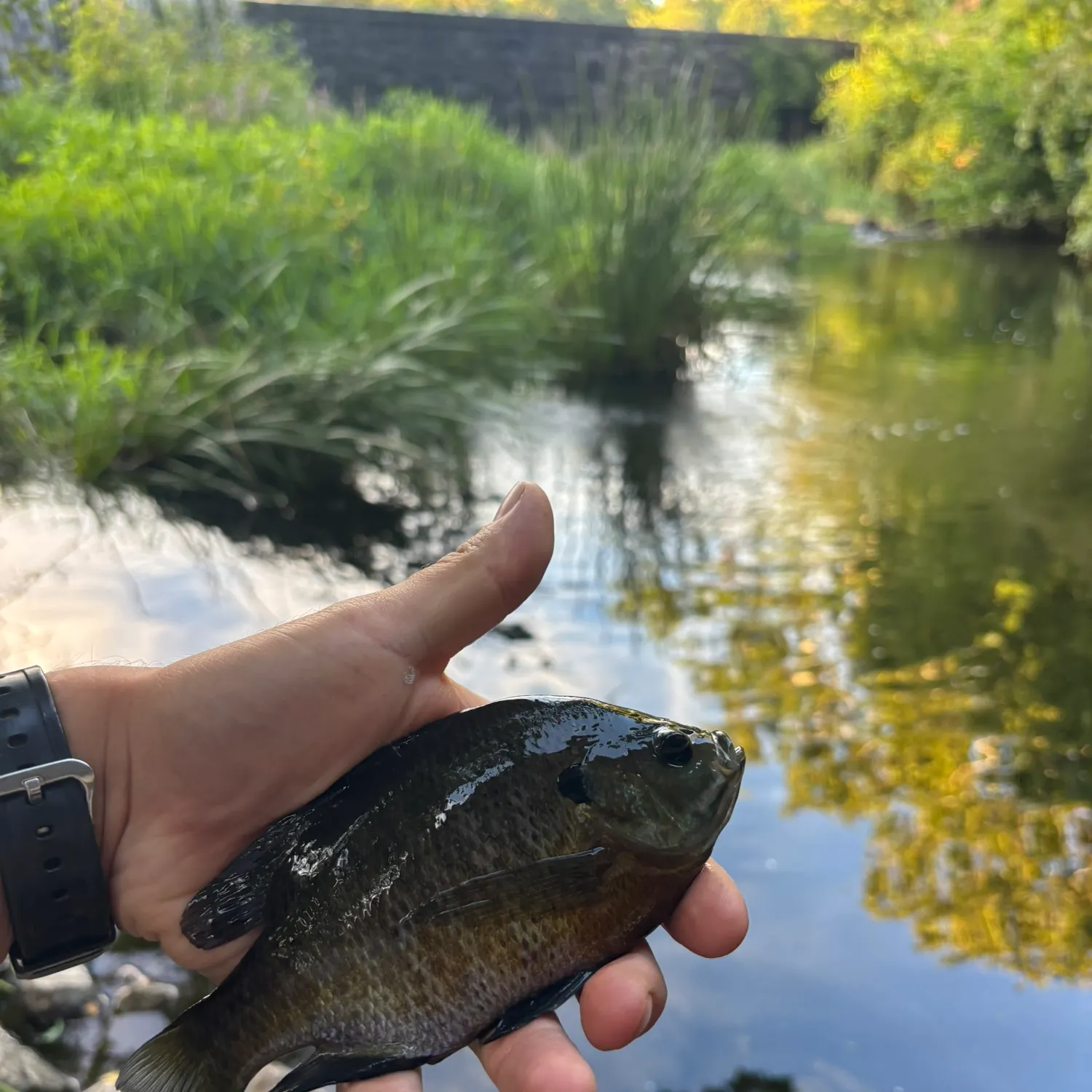 Bluegill caught on Fishbrain