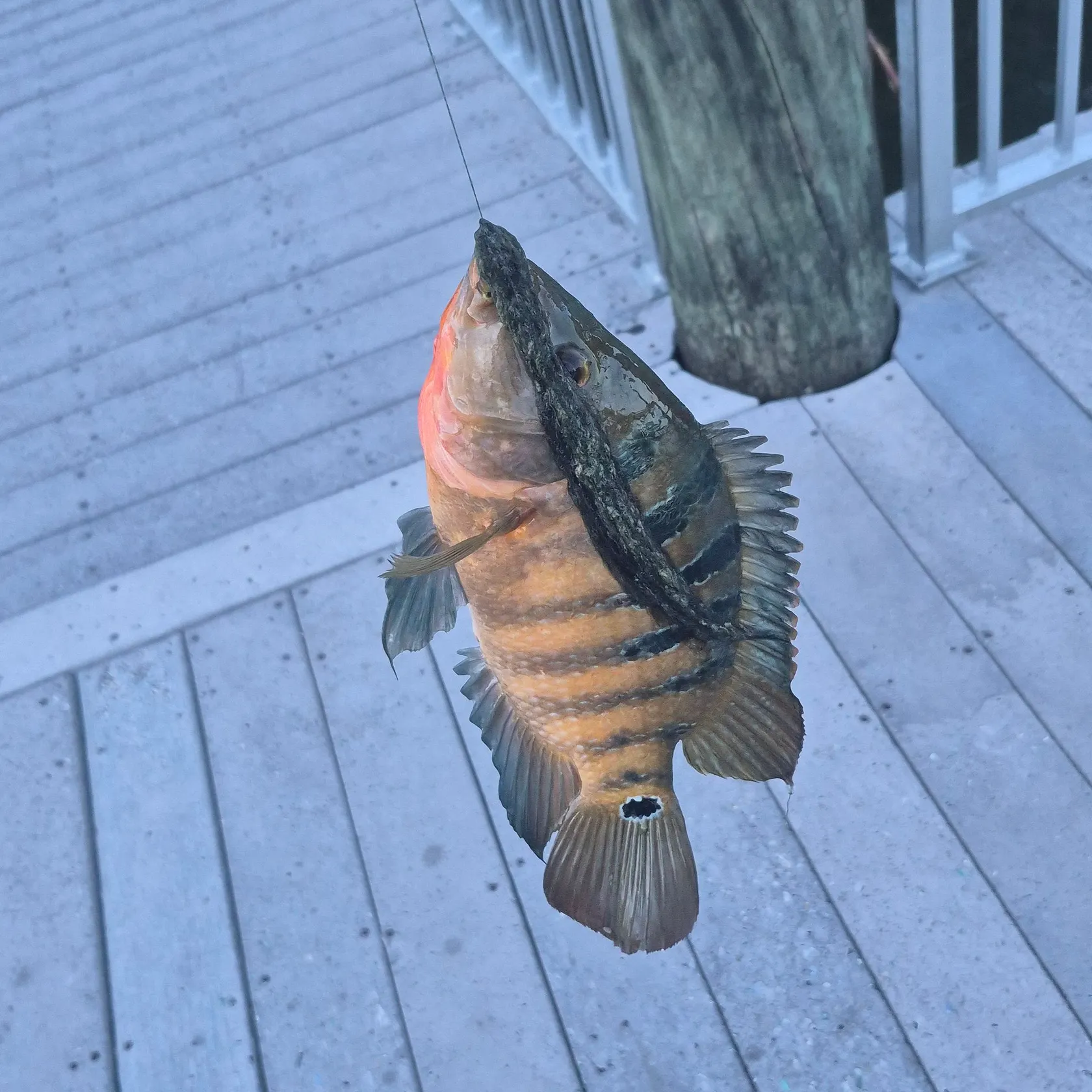 Mayan cichlid caught on Fishbrain