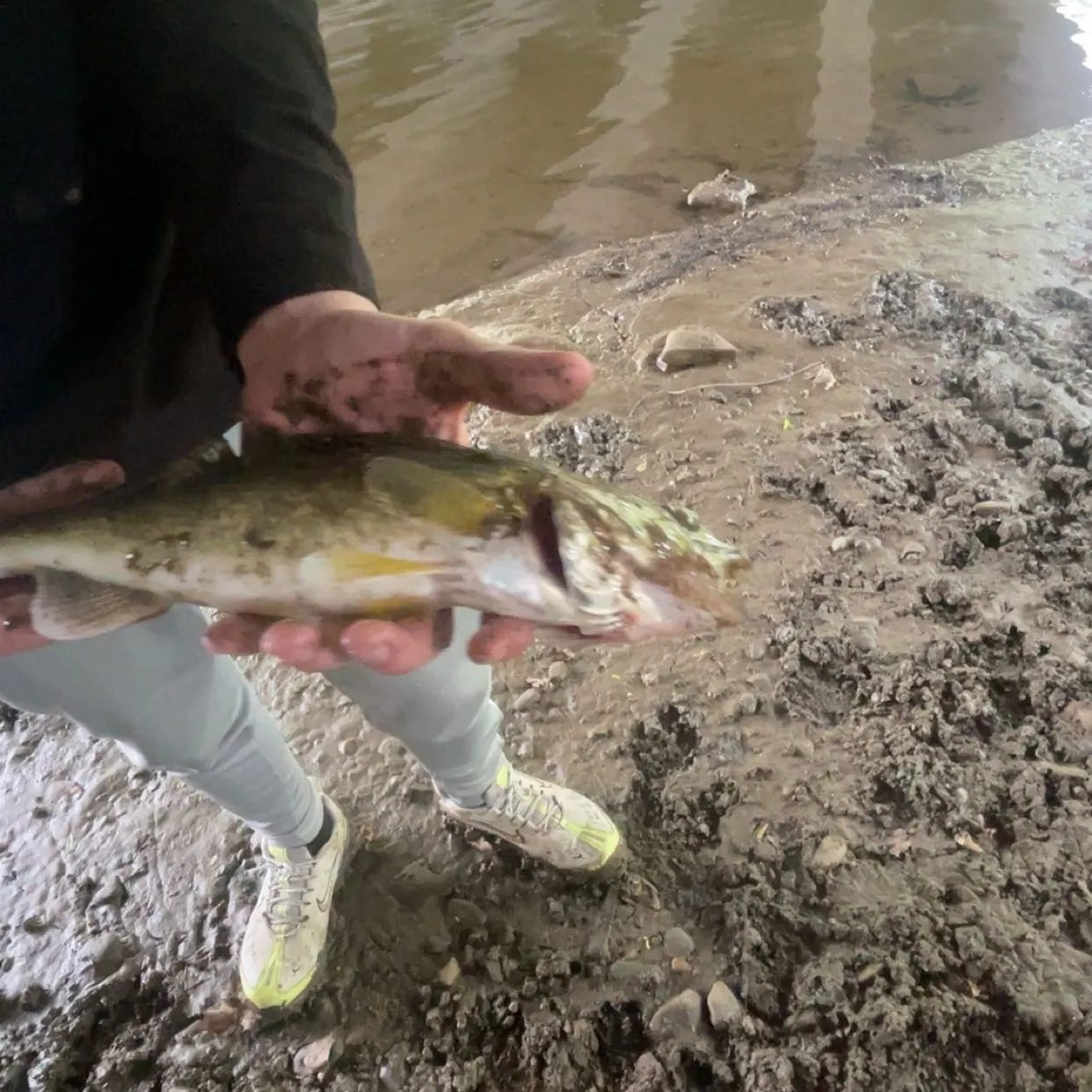 Walleye caught on Fishbrain