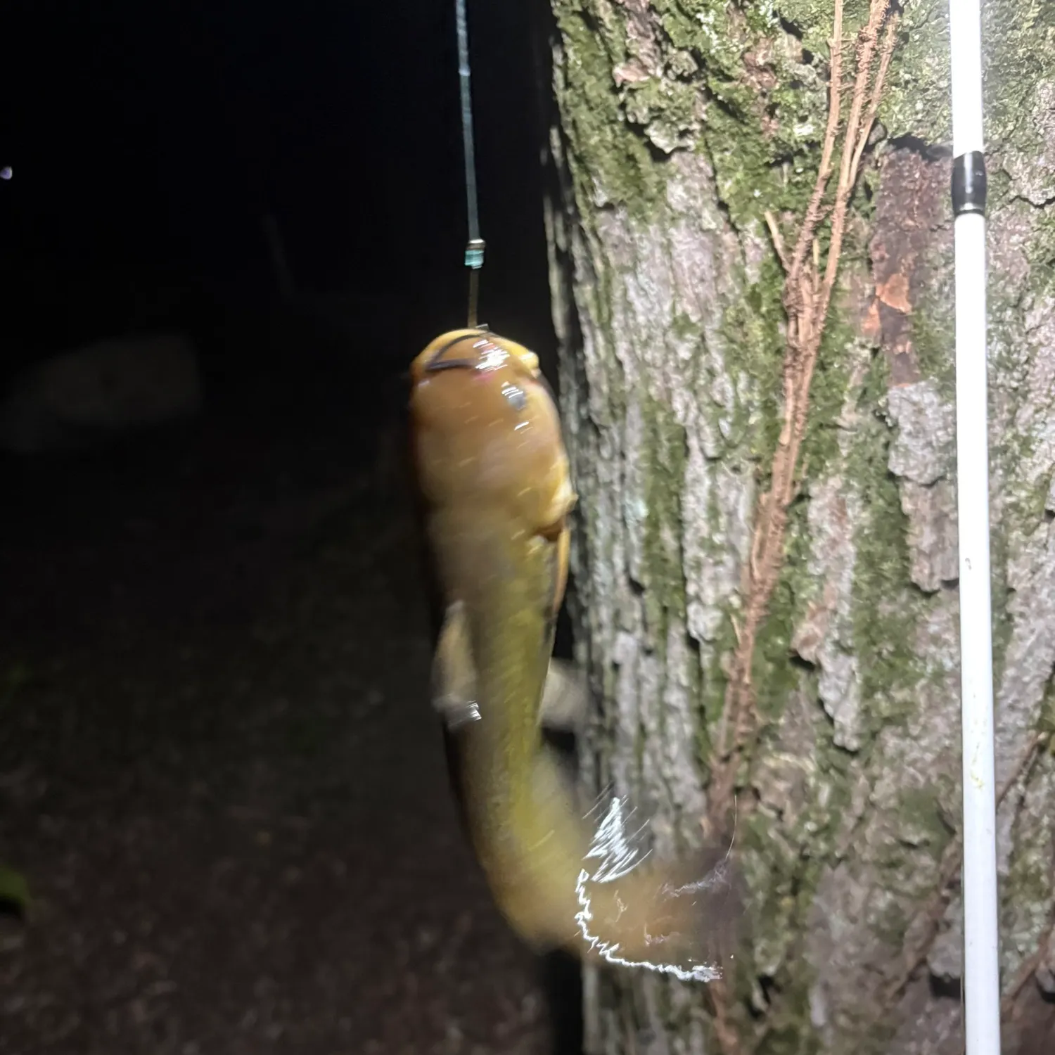Yellow bullhead caught on Fishbrain