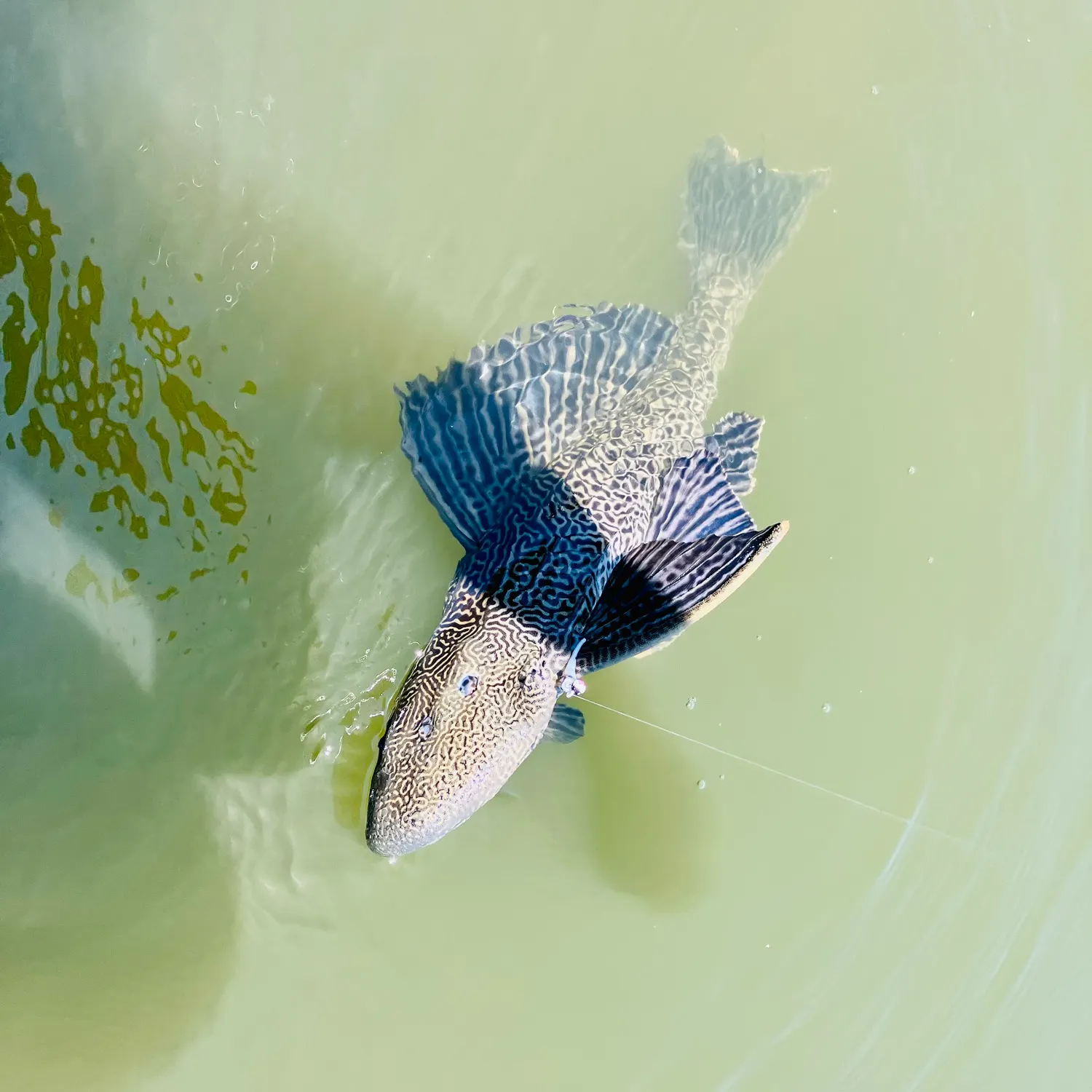 The most recent Orinoco sailfin catfish catches on Fishbrain