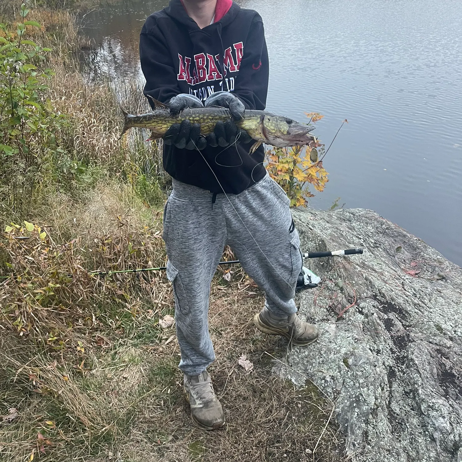 Chain pickerel caught on Fishbrain