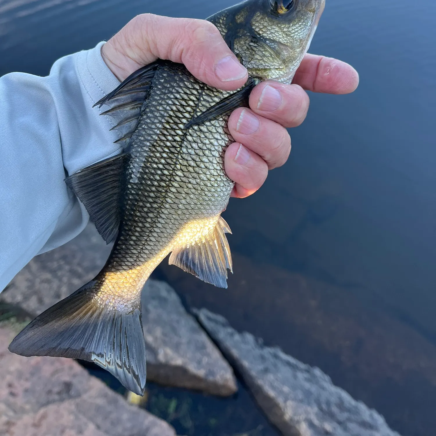 White perch caught on Fishbrain