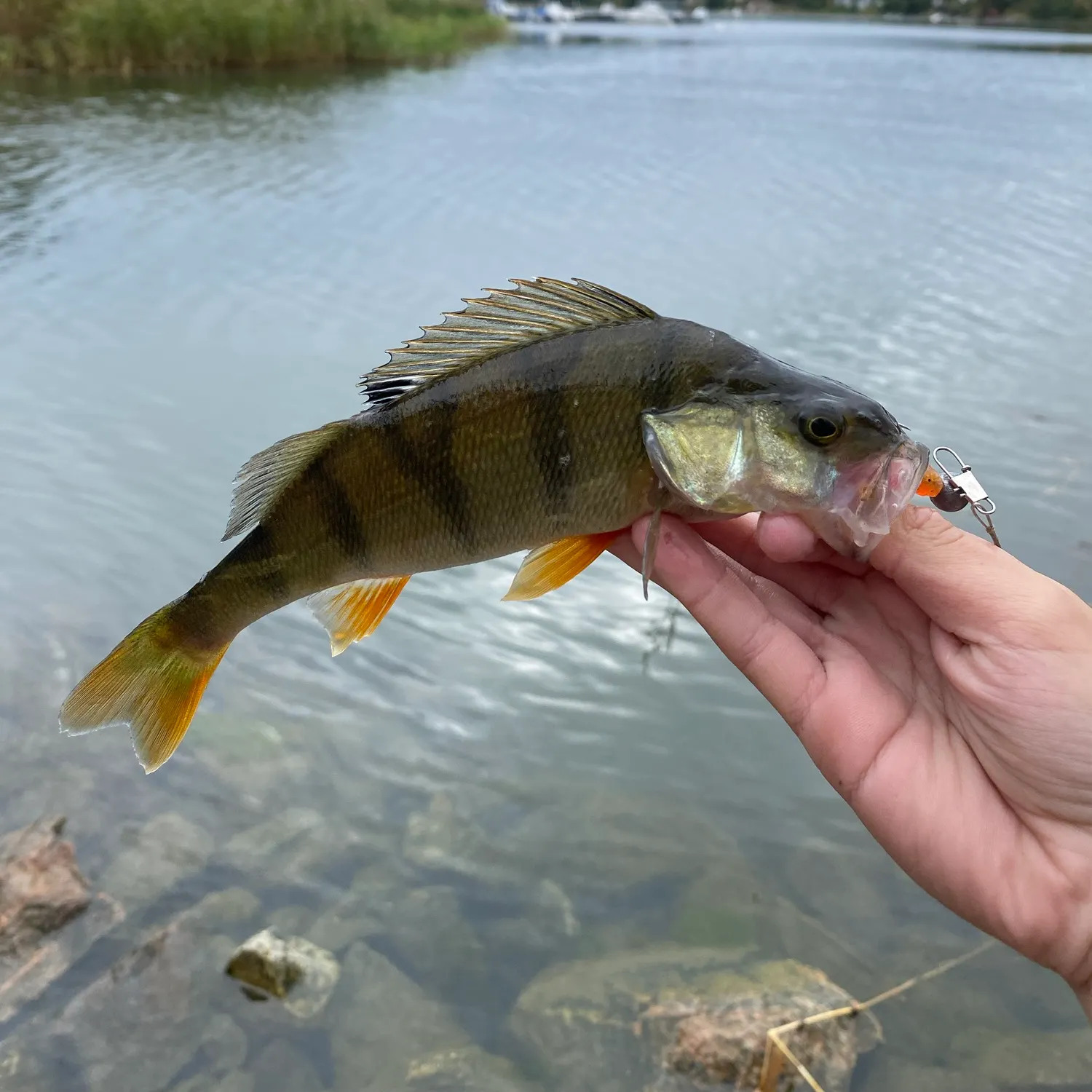 European perch caught on Fishbrain