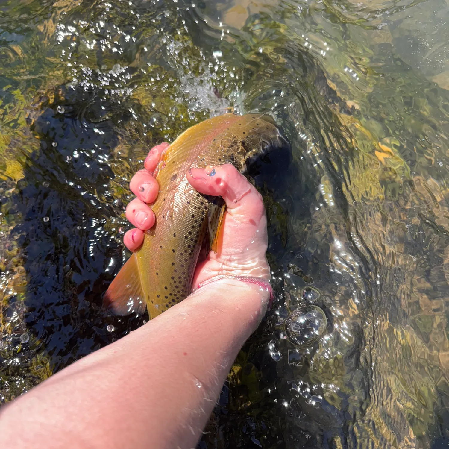 The most recent Yellowstone cutthroat trout catches on Fishbrain