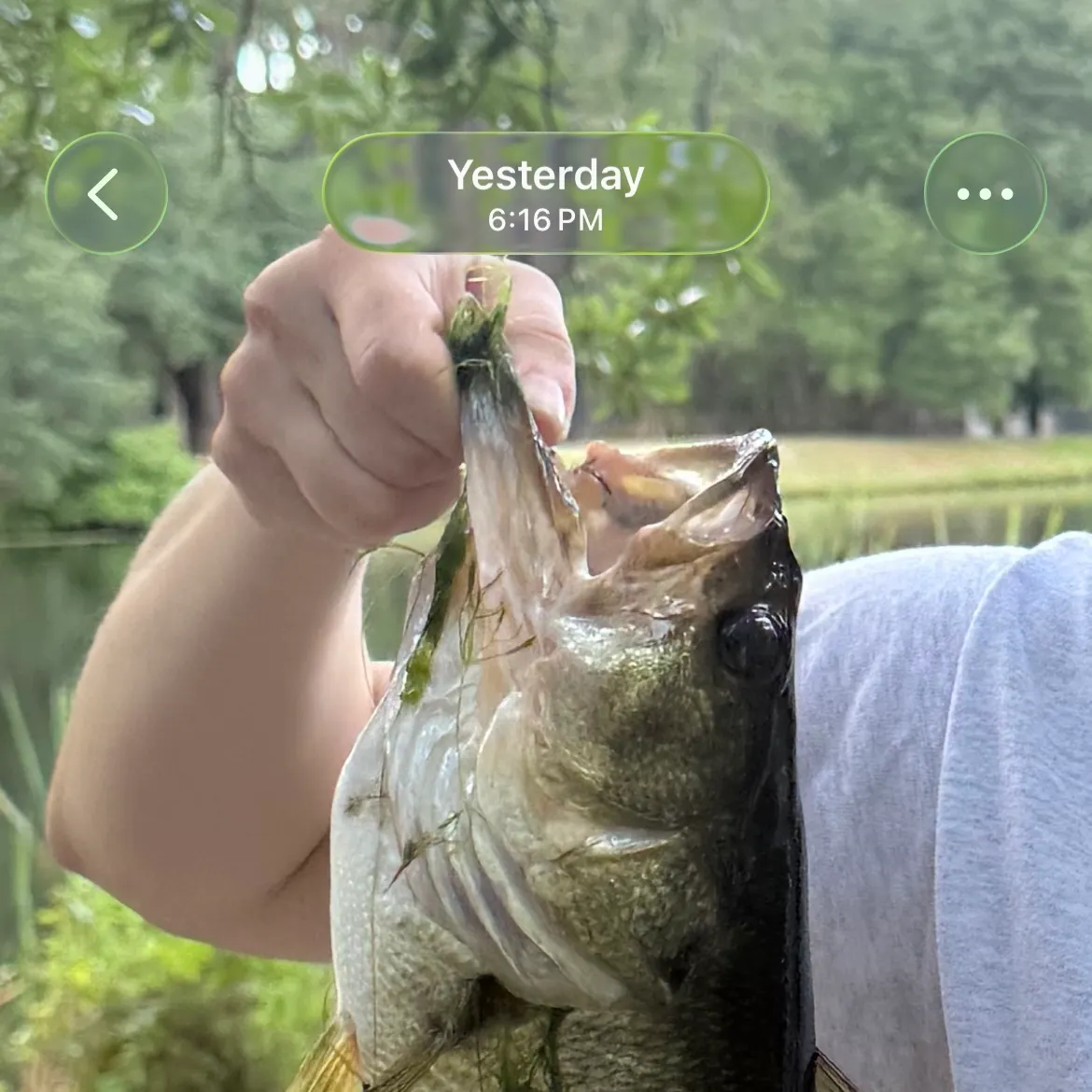 recently logged catches