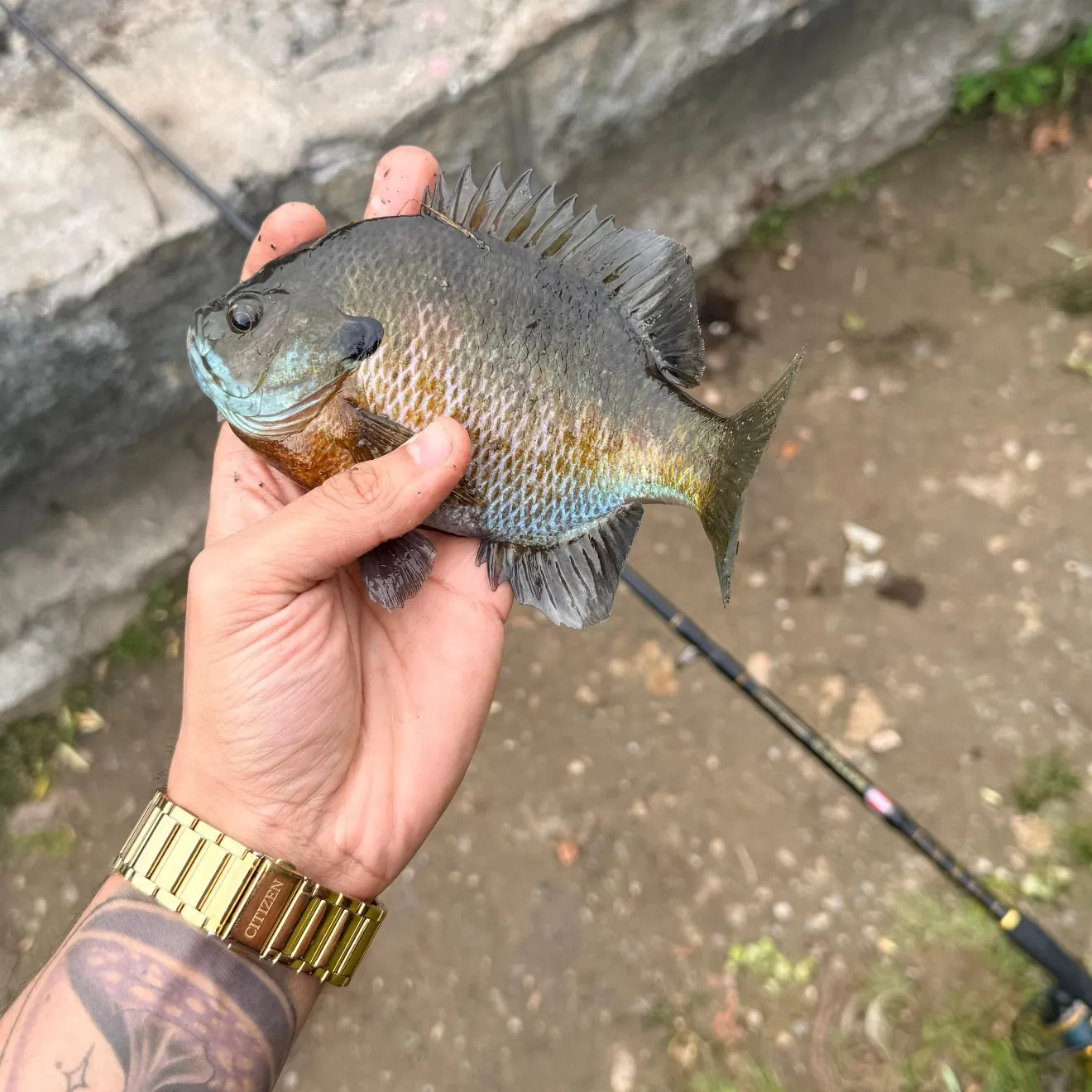 Bluegill caught on Fishbrain
