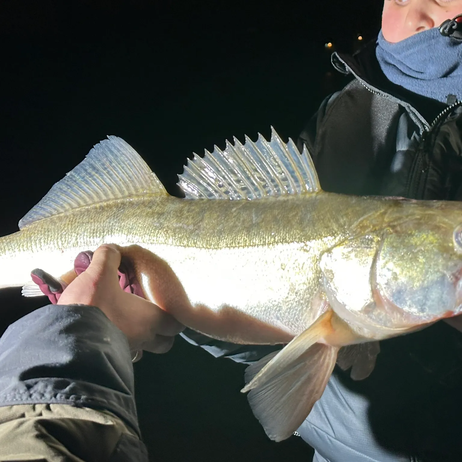 The most recent Zander catches on Fishbrain