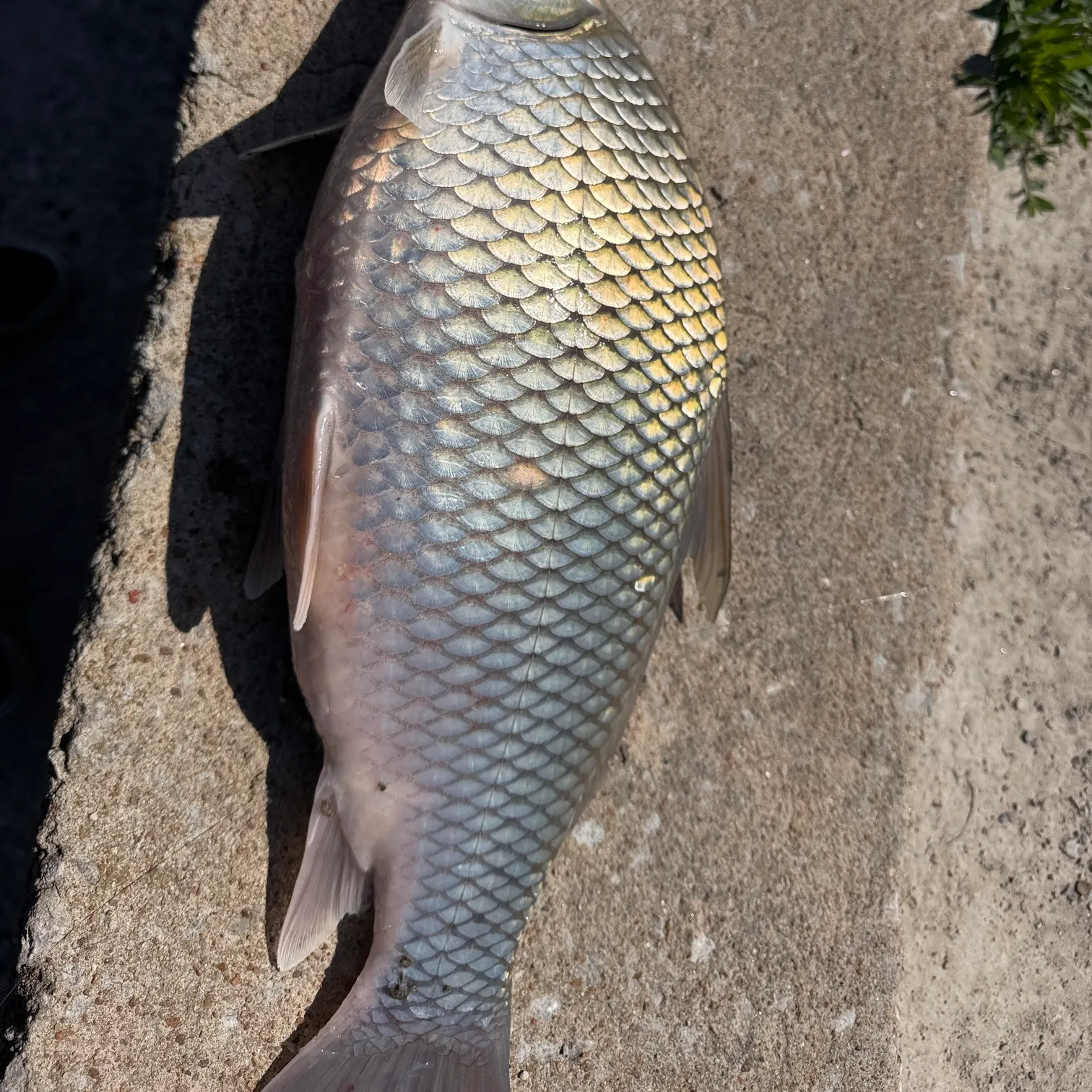 The most recent River carpsucker catches on Fishbrain