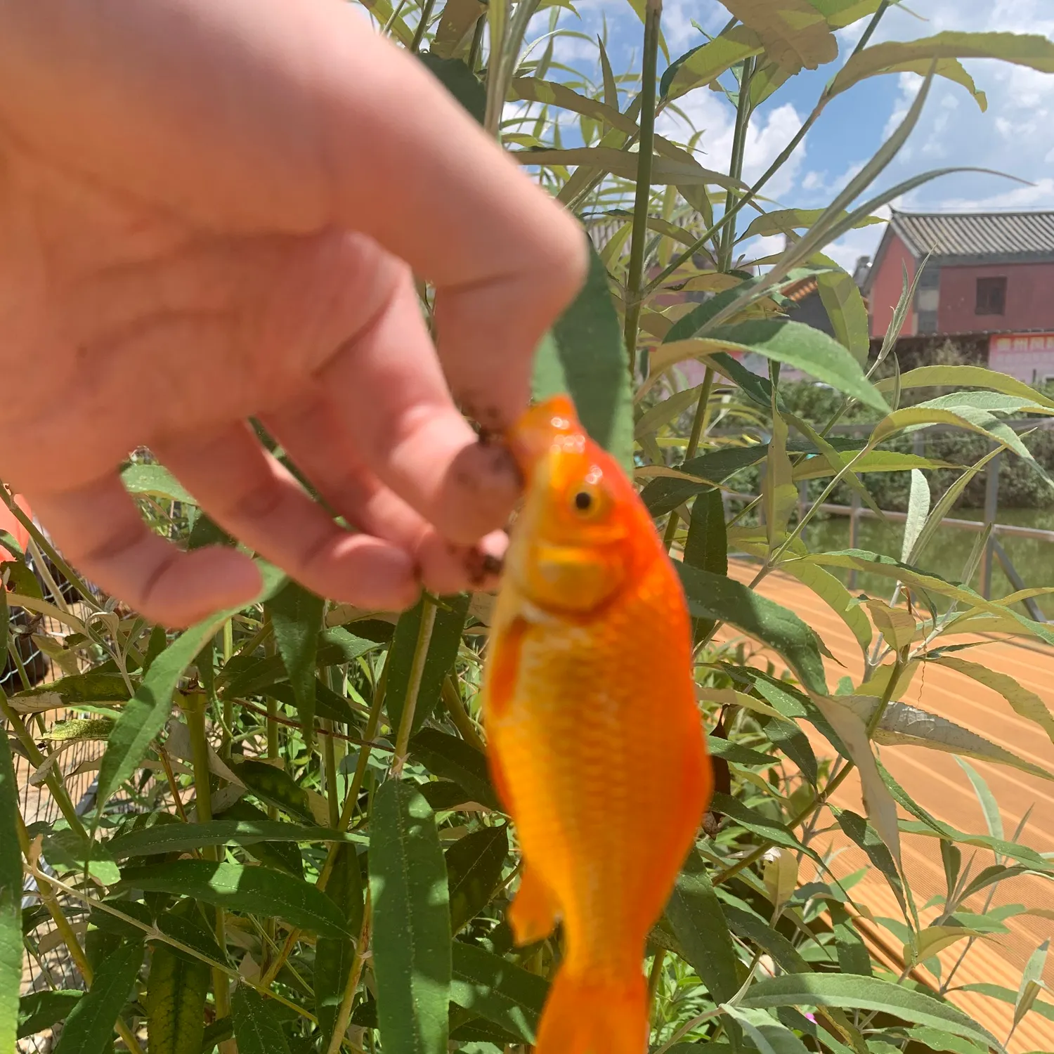 catch