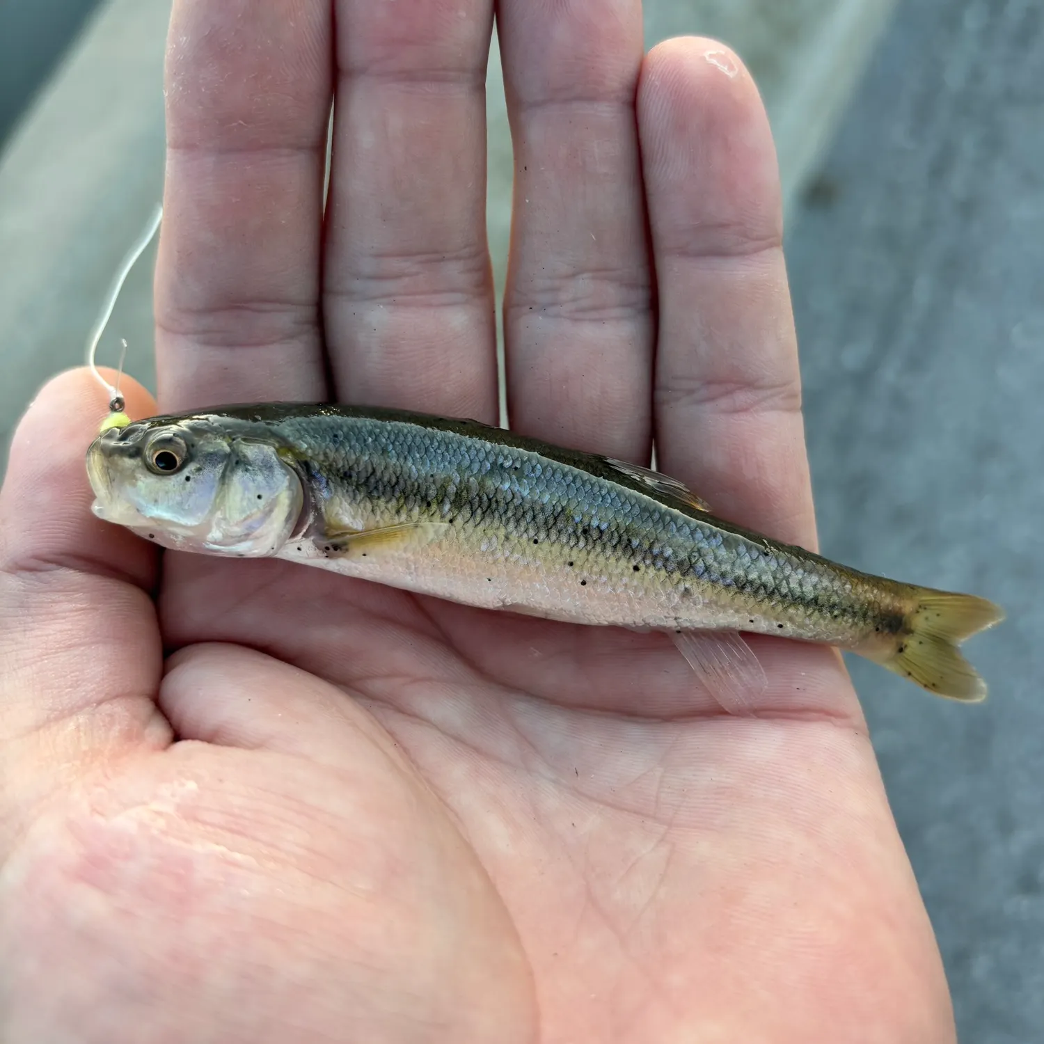 Creek chub caught on Fishbrain