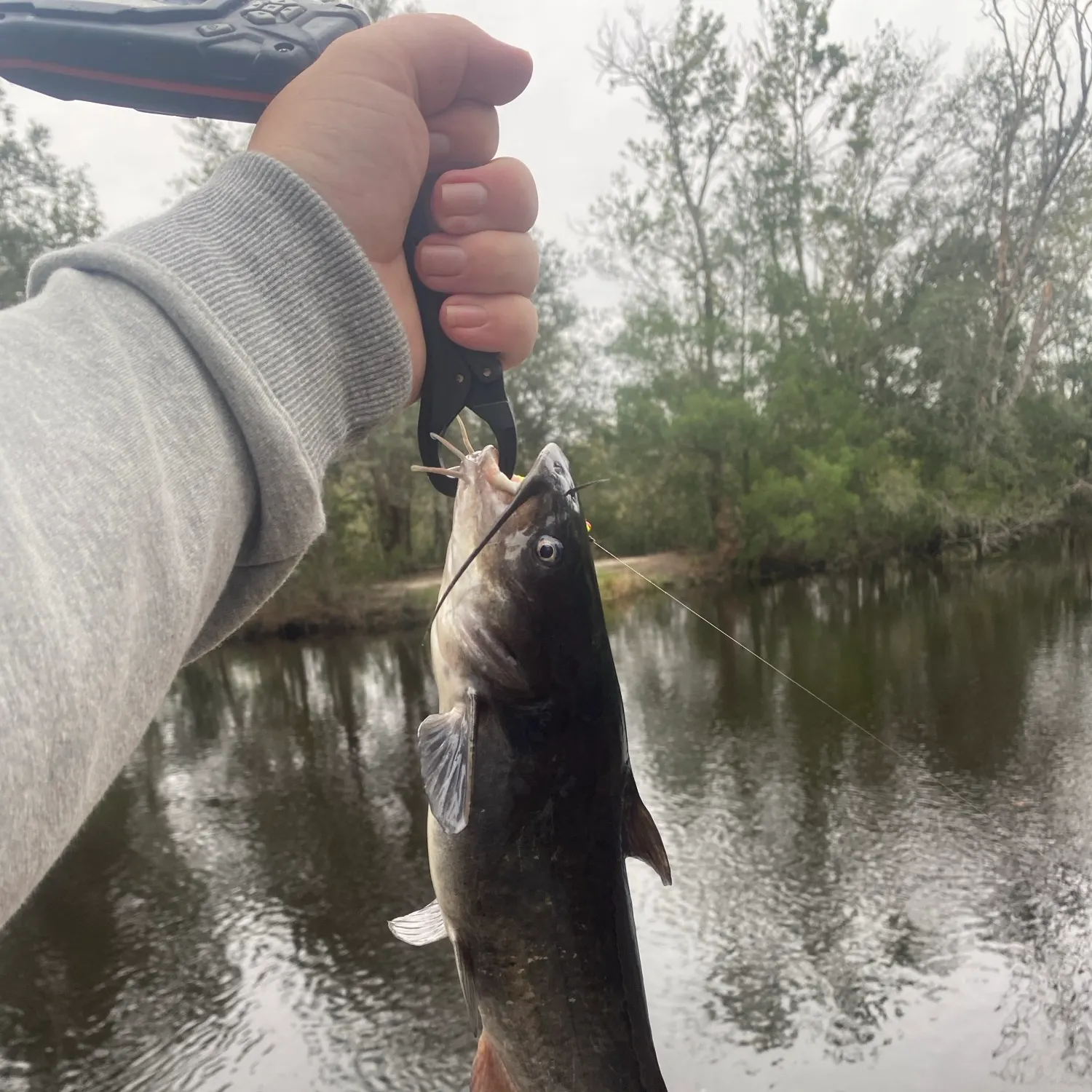White bullhead caught on Fishbrain