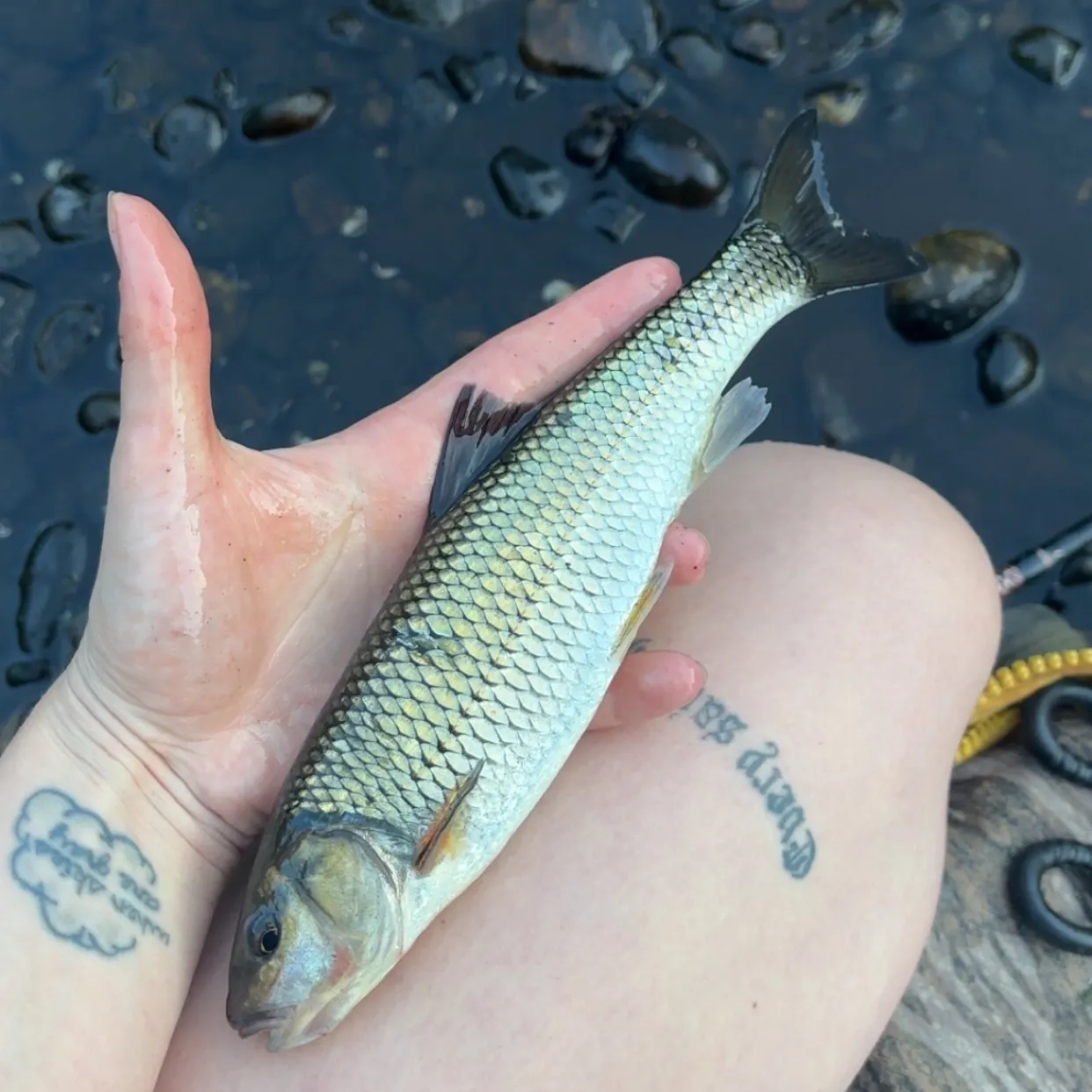 Fallfish caught on Fishbrain