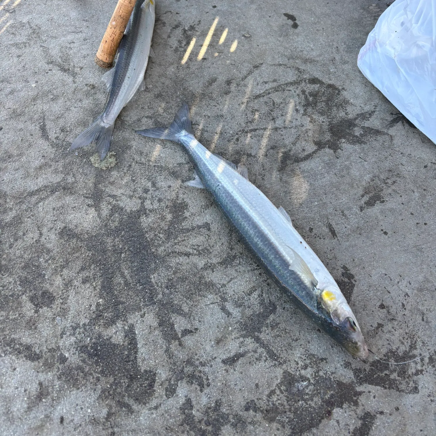The most recent Roosterfish catches on Fishbrain