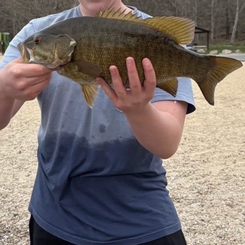 Smallmouth bass caught on Fishbrain