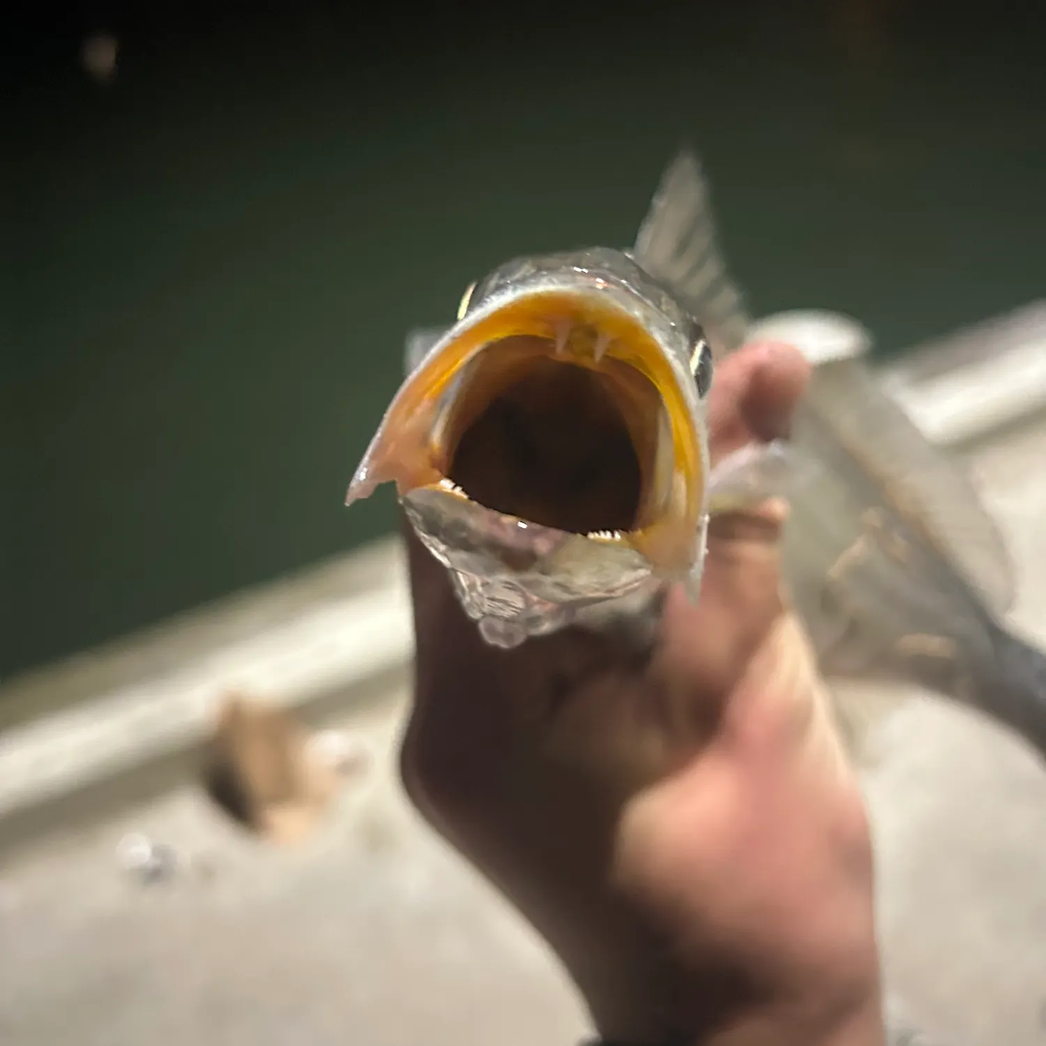 The most recent Shortfin corvina catches on Fishbrain