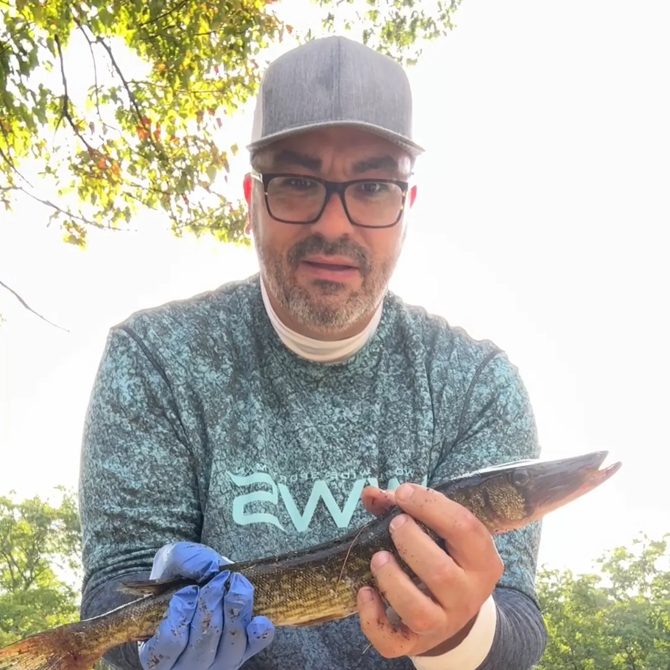 Chain pickerel caught on Fishbrain