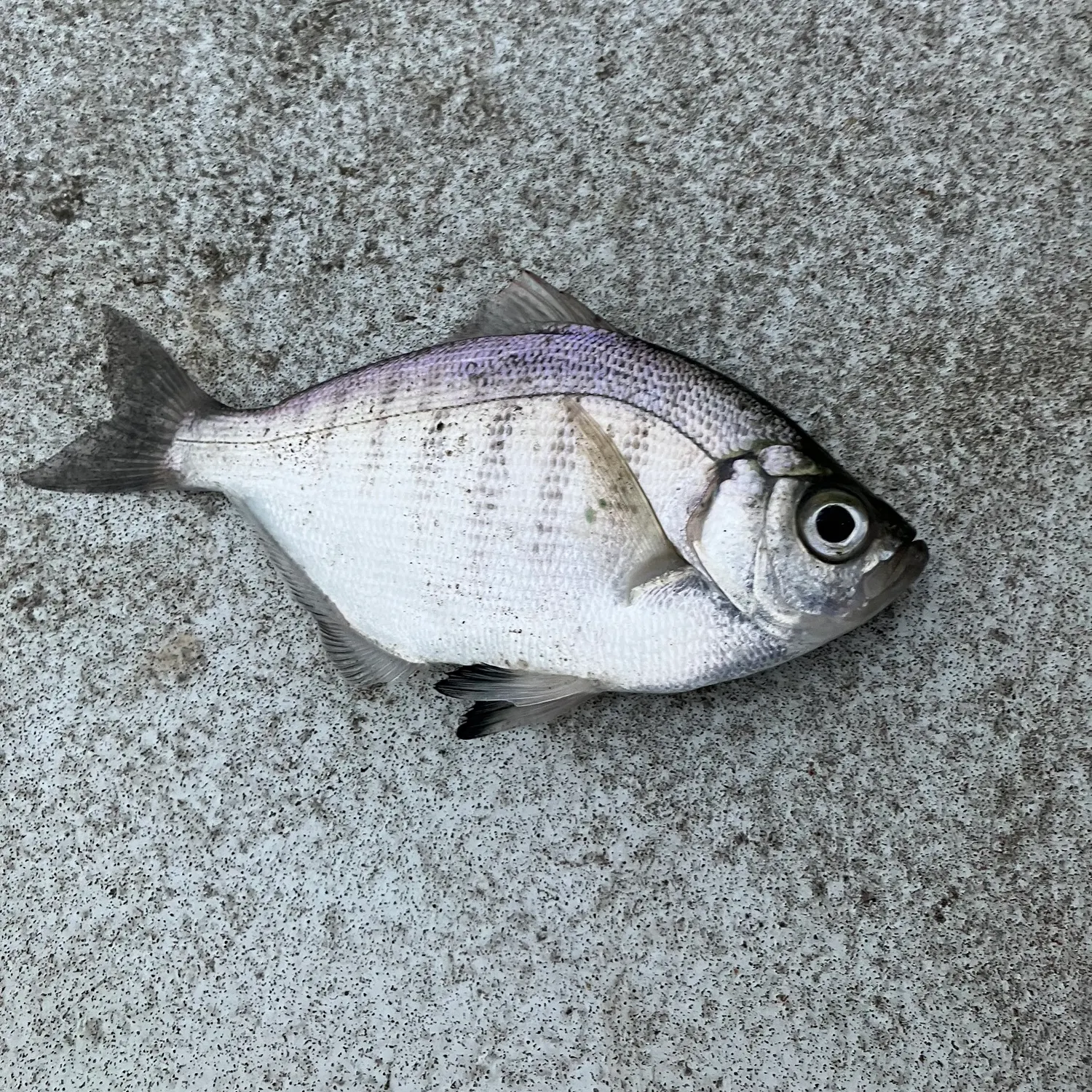 The most recent Walleye surfperch catches on Fishbrain