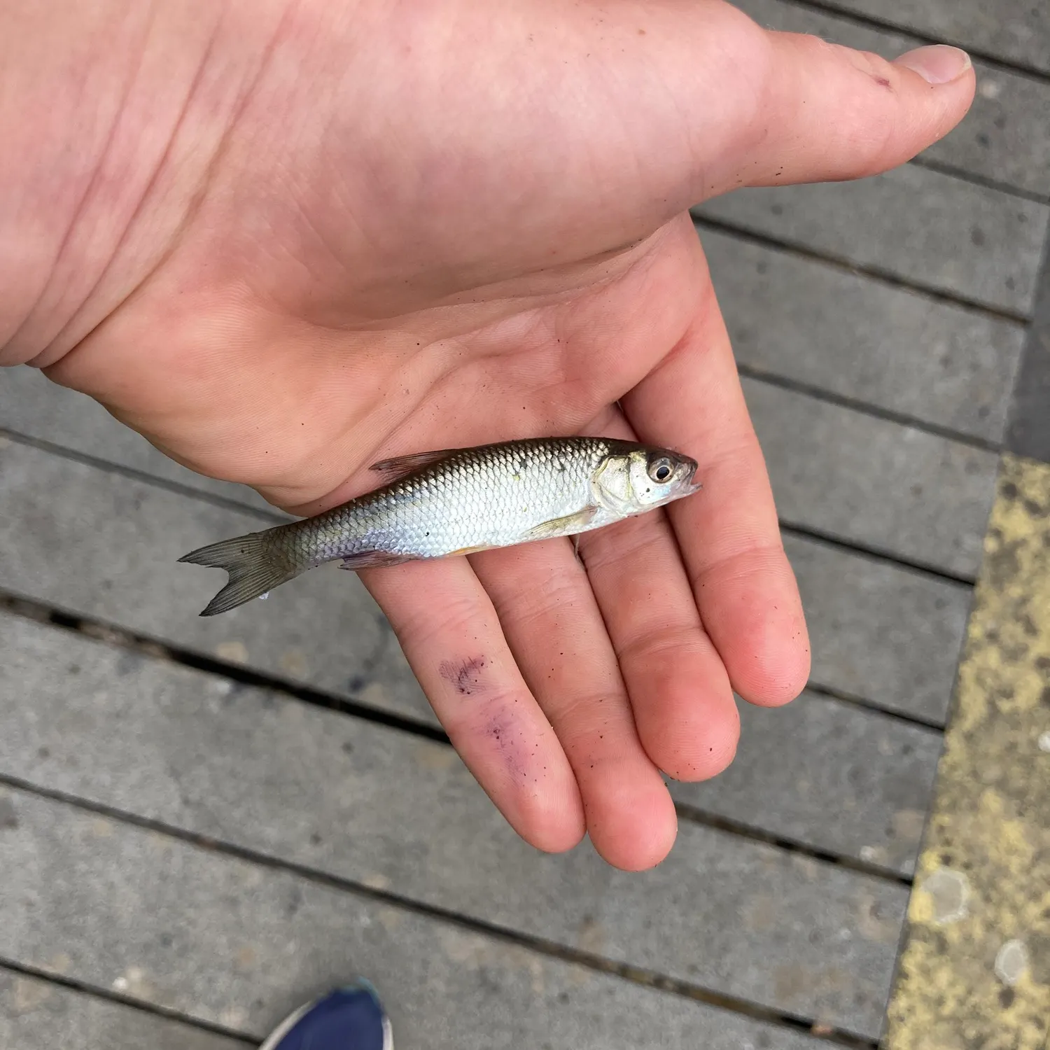 The most recent Common dace catches on Fishbrain