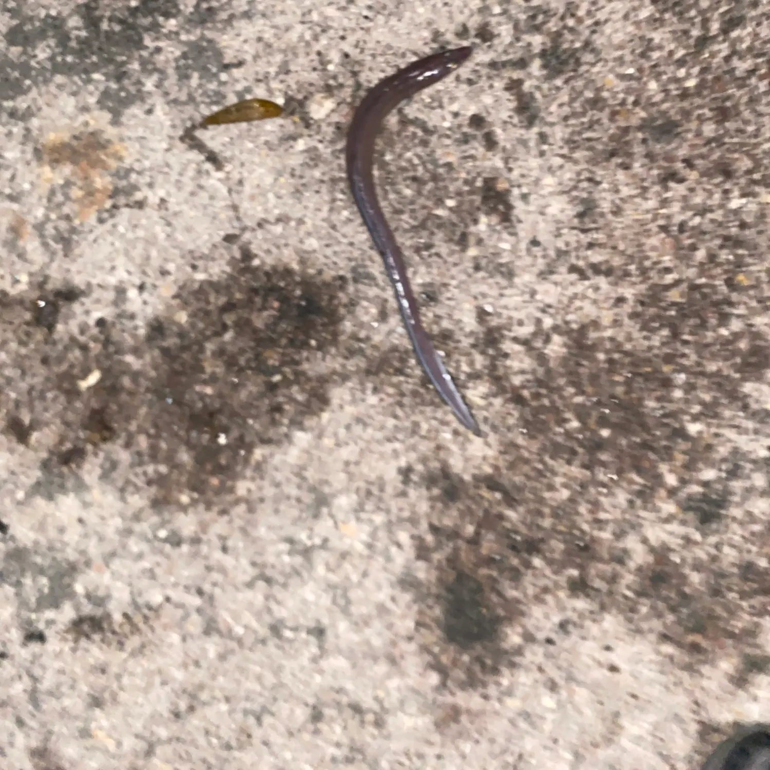 The most recent European eel catches on Fishbrain