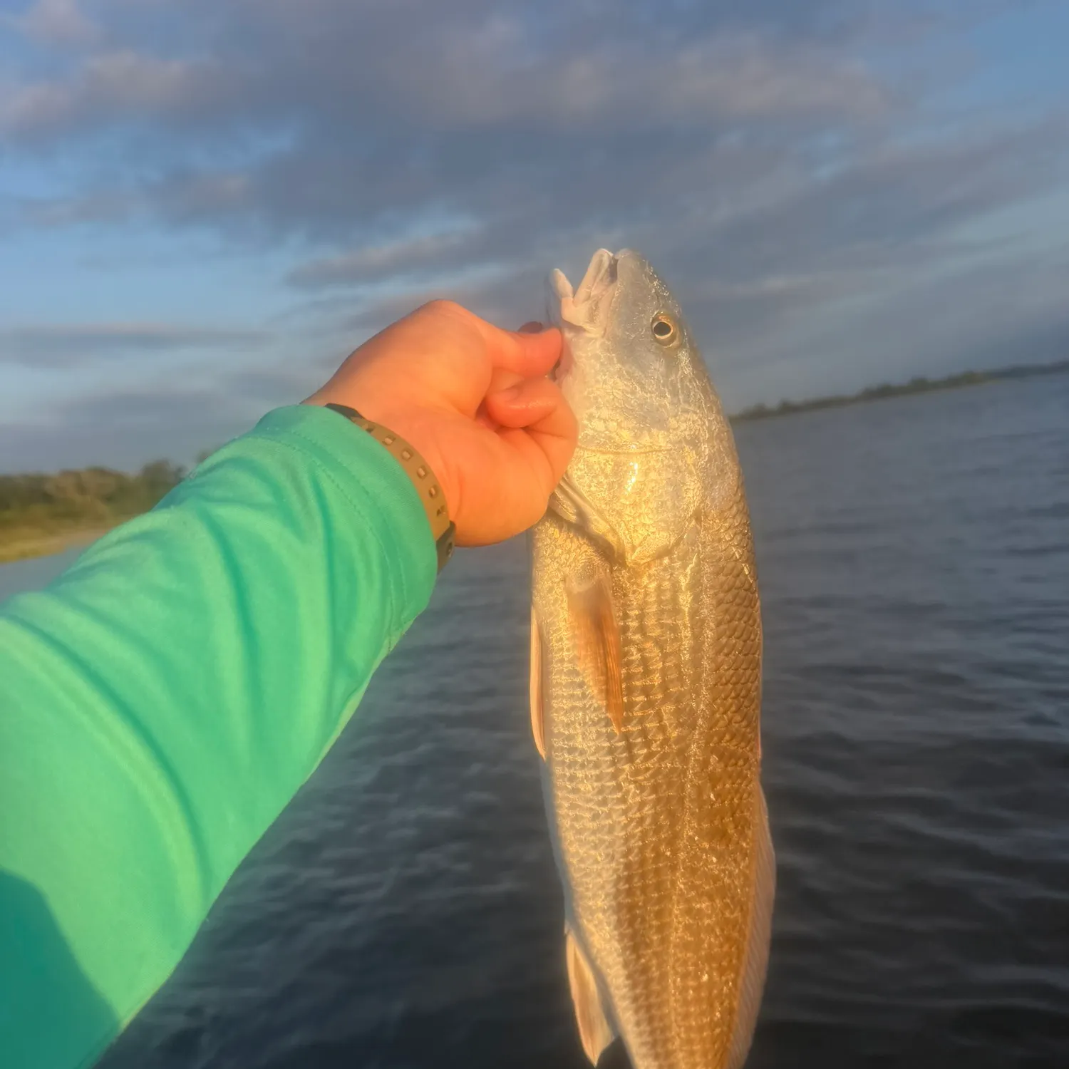 Red drum caught on Fishbrain