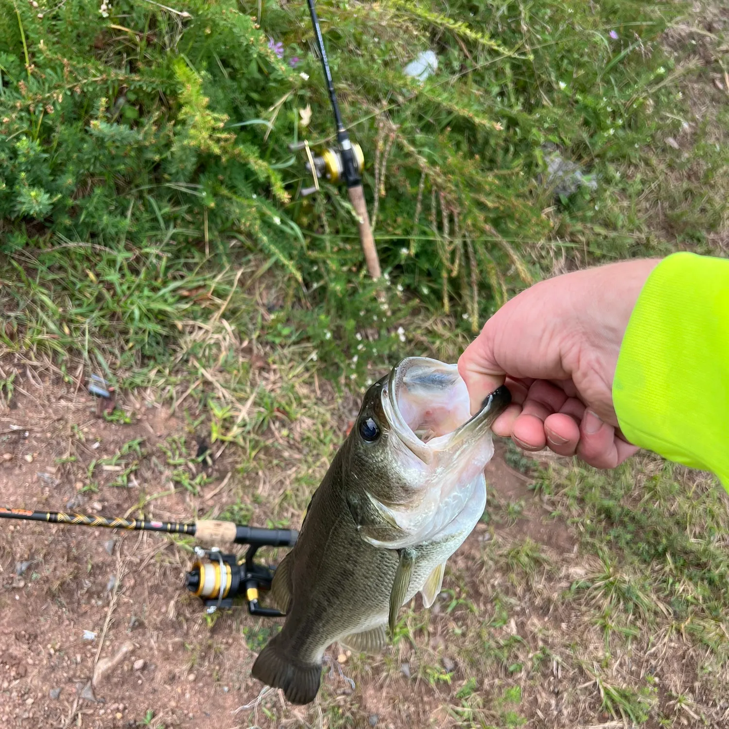 Largemouth bass caught on Fishbrain