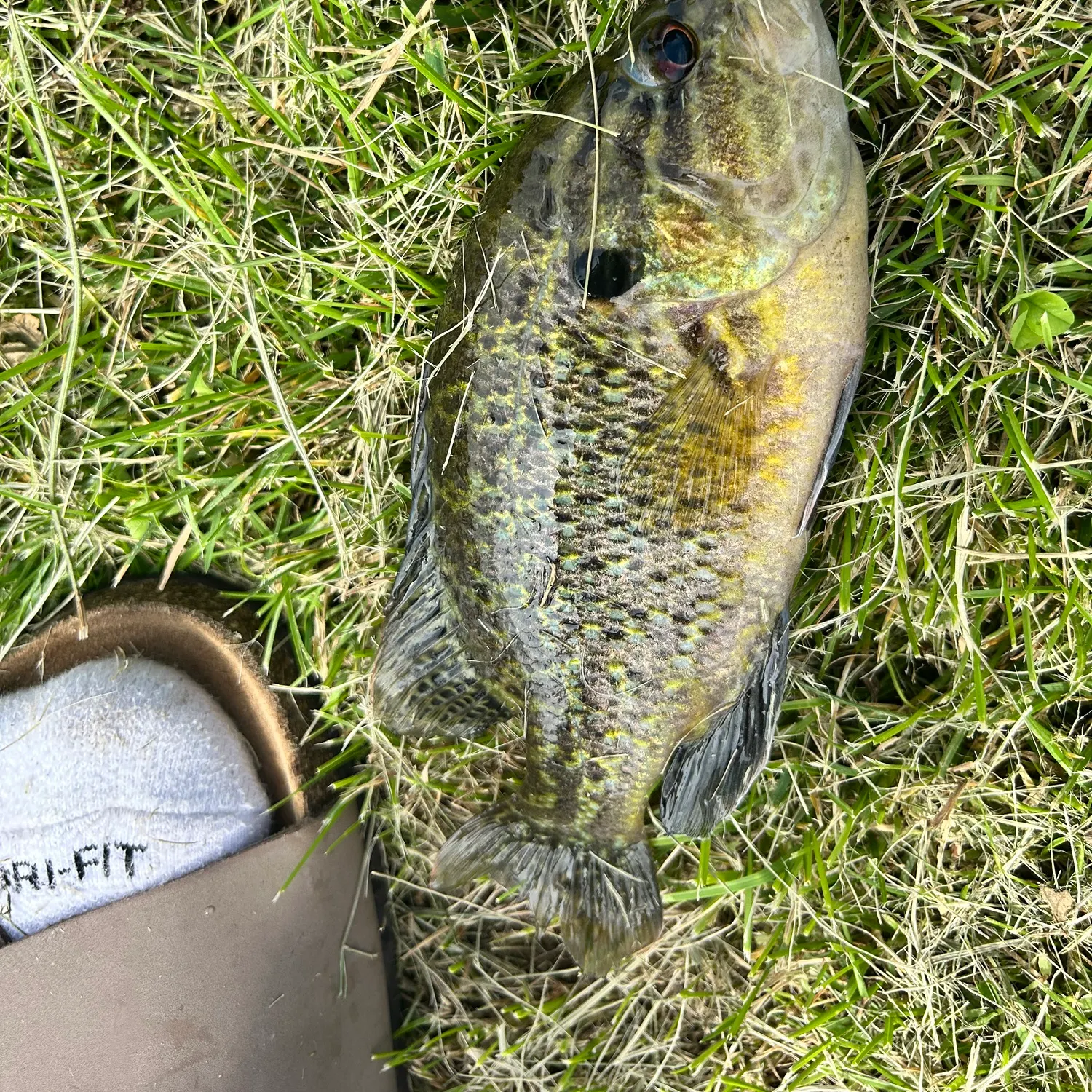 The most recent Wargill hybrid catches on Fishbrain