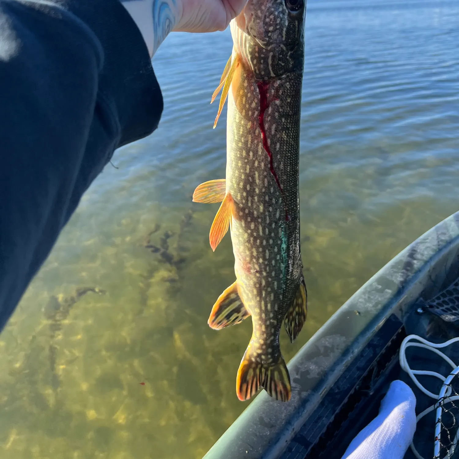 Northern pike caught on Fishbrain