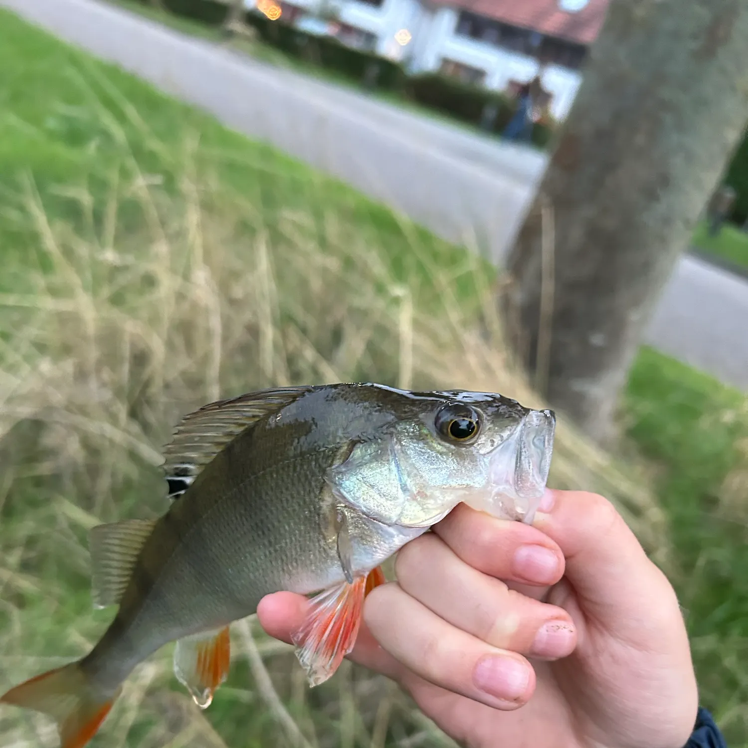European perch caught on Fishbrain