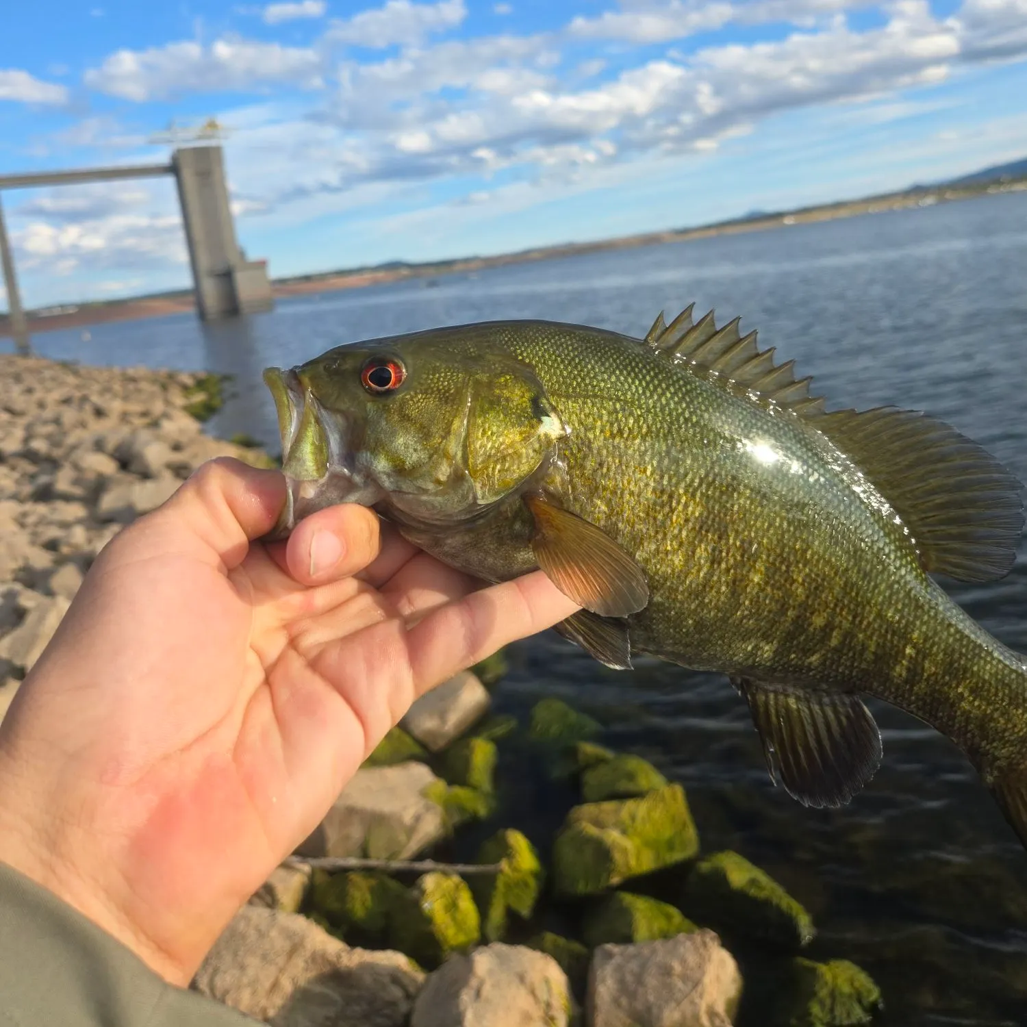 Smallmouth bass caught on Fishbrain