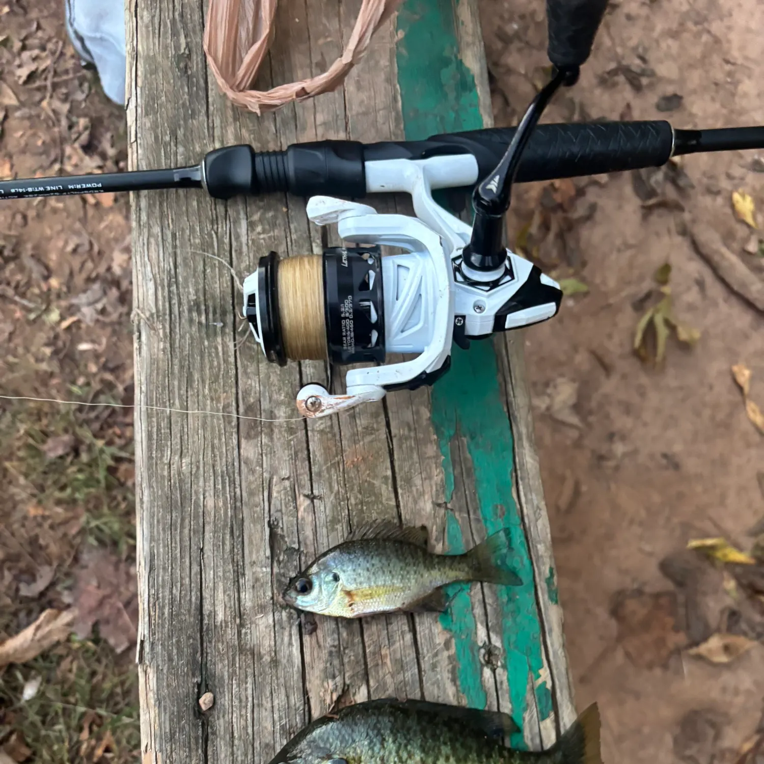 Bluegill caught on Fishbrain