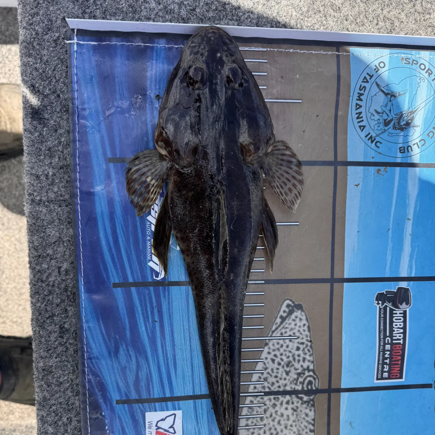 The most recent Sand flathead catches on Fishbrain
