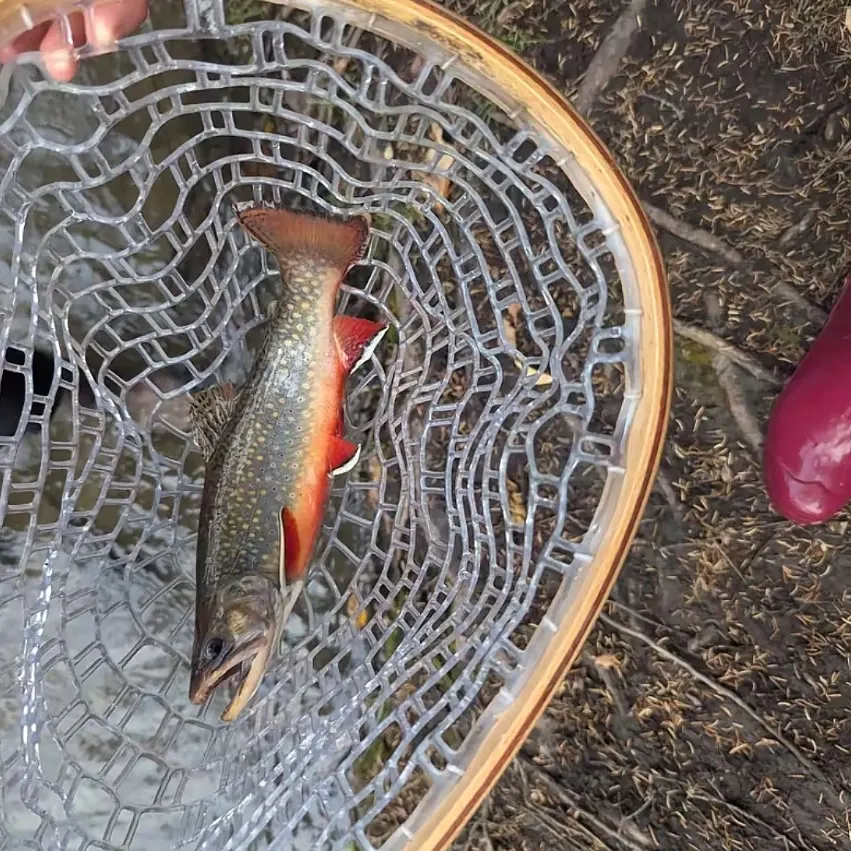Brook trout caught on Fishbrain