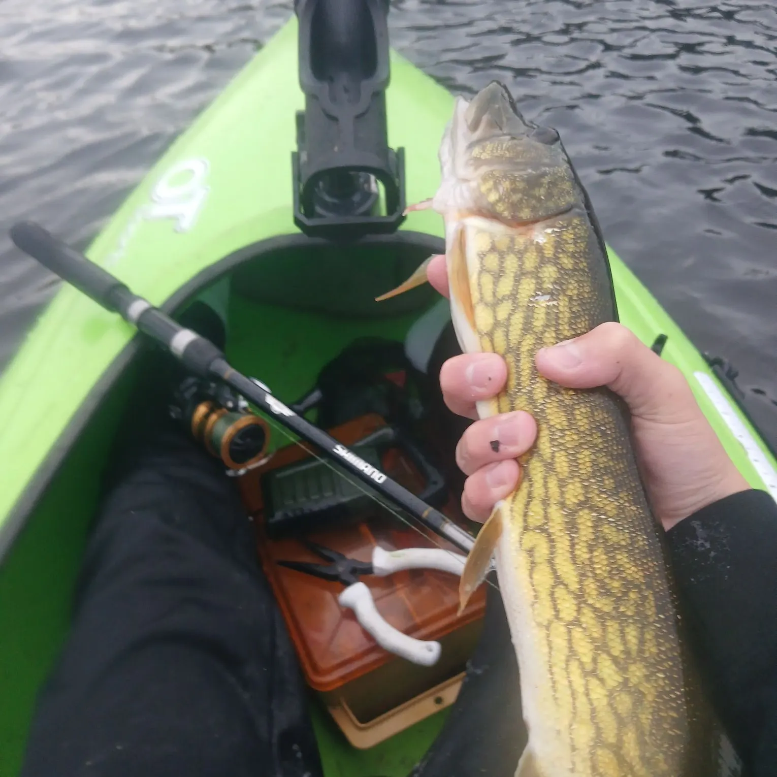 Chain pickerel caught on Fishbrain