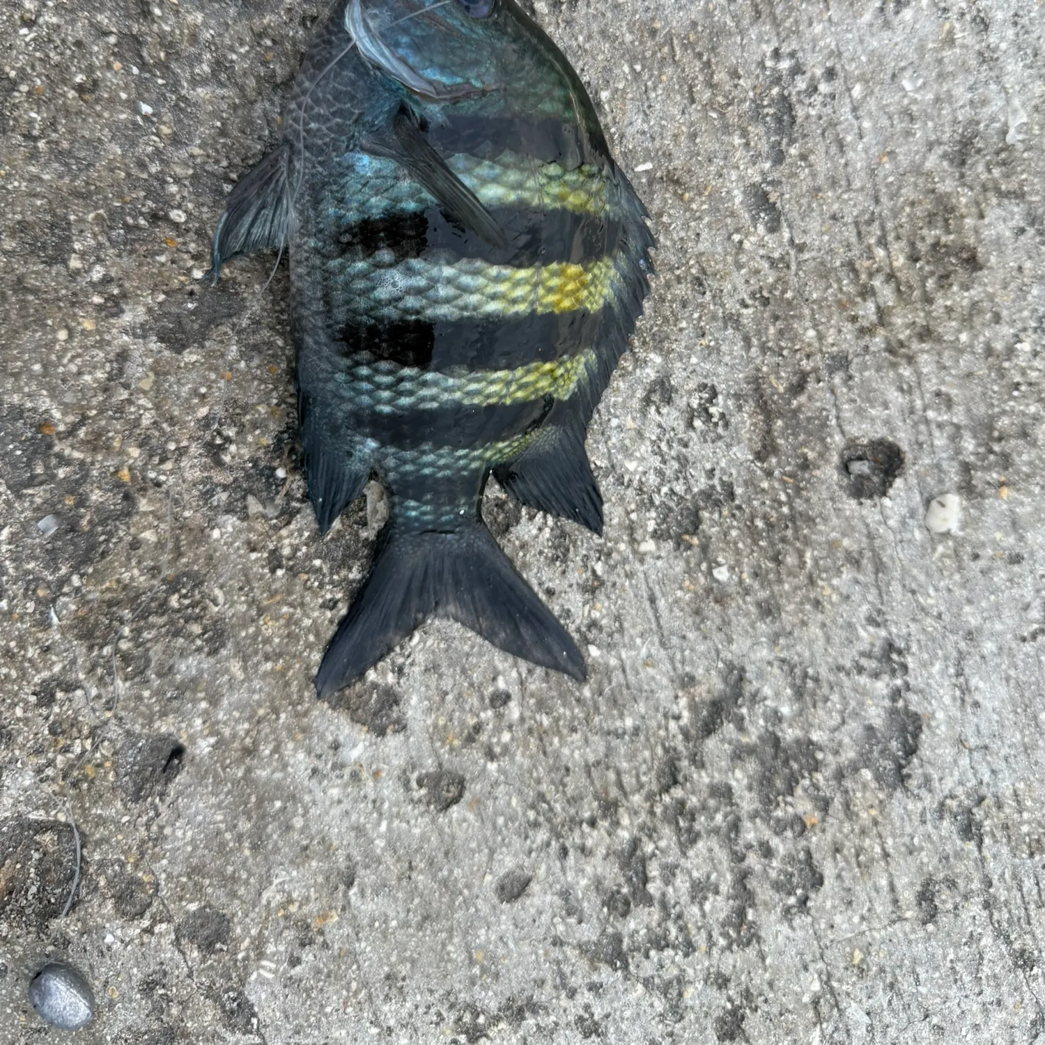Sergeant-major caught on Fishbrain