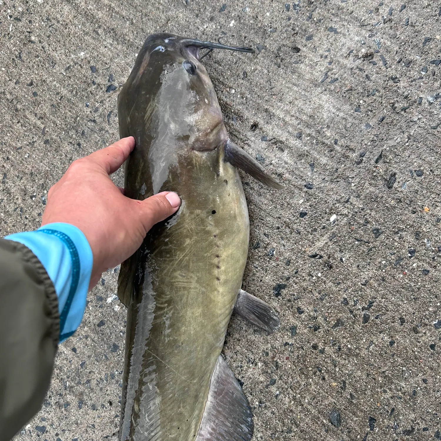 Channel catfish caught on Fishbrain