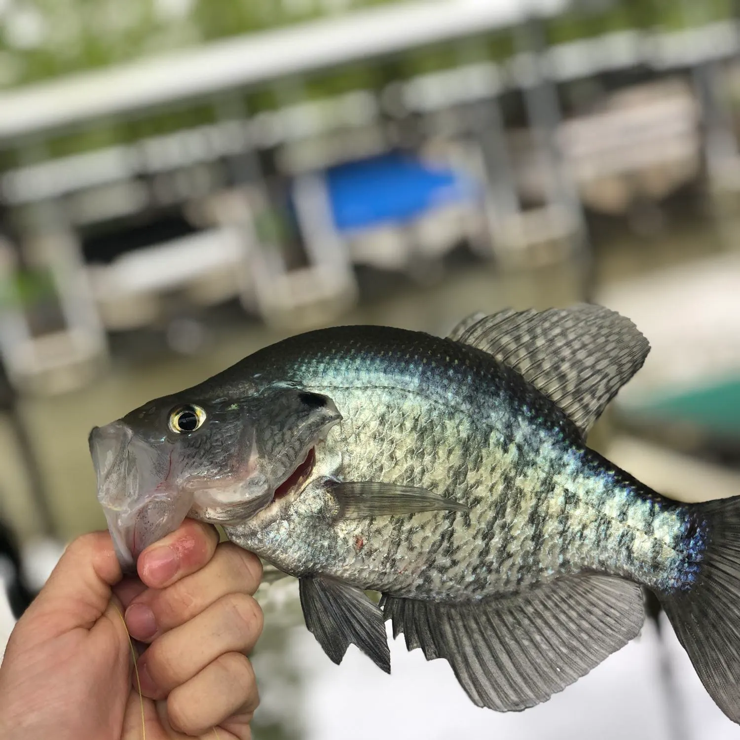 The most popular recent White crappie catch on Fishbrain