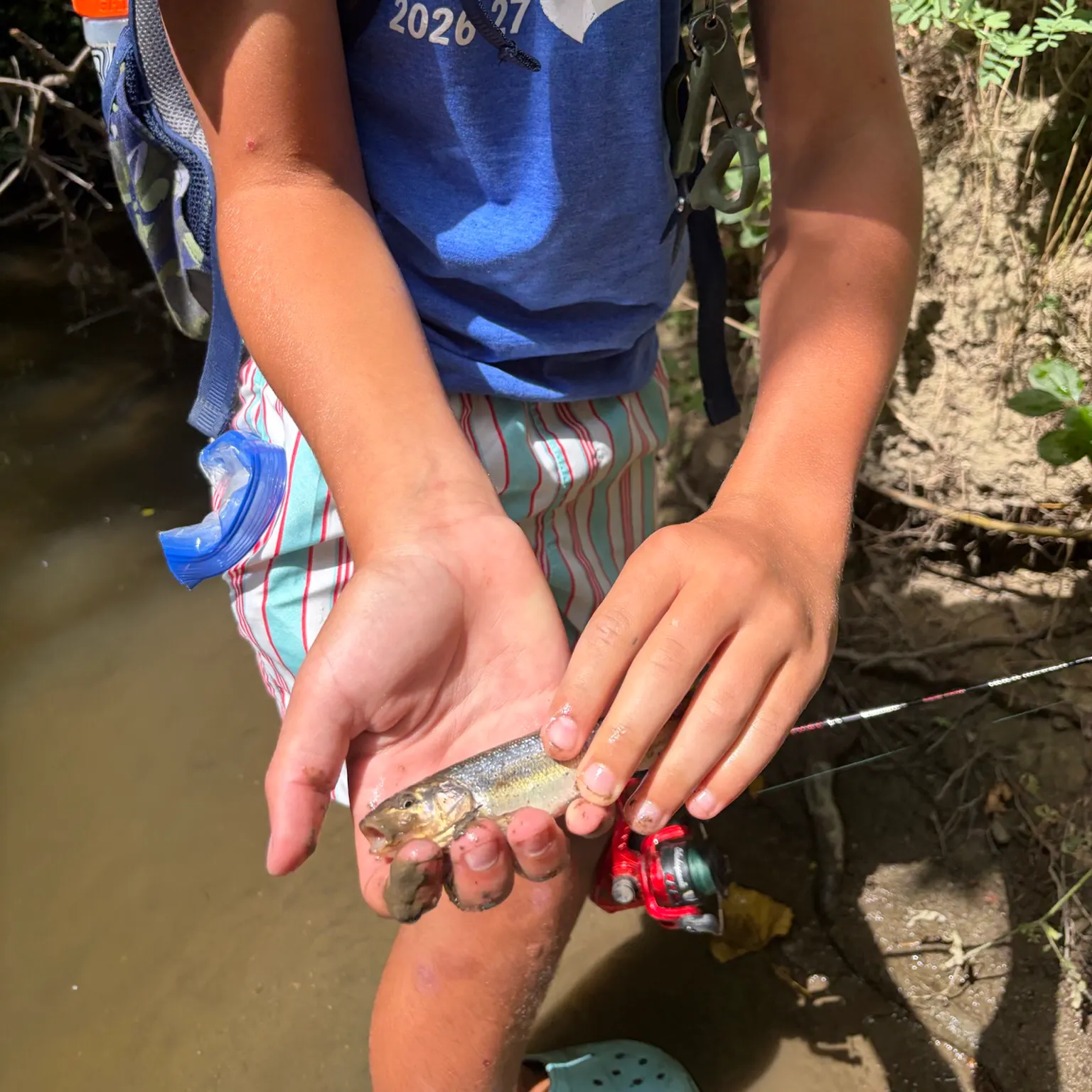Creek chub caught on Fishbrain