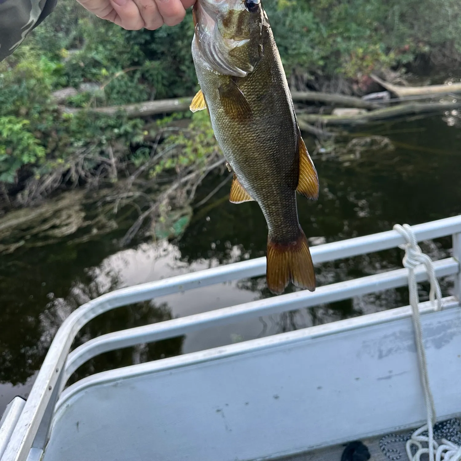 Smallmouth bass caught on Fishbrain