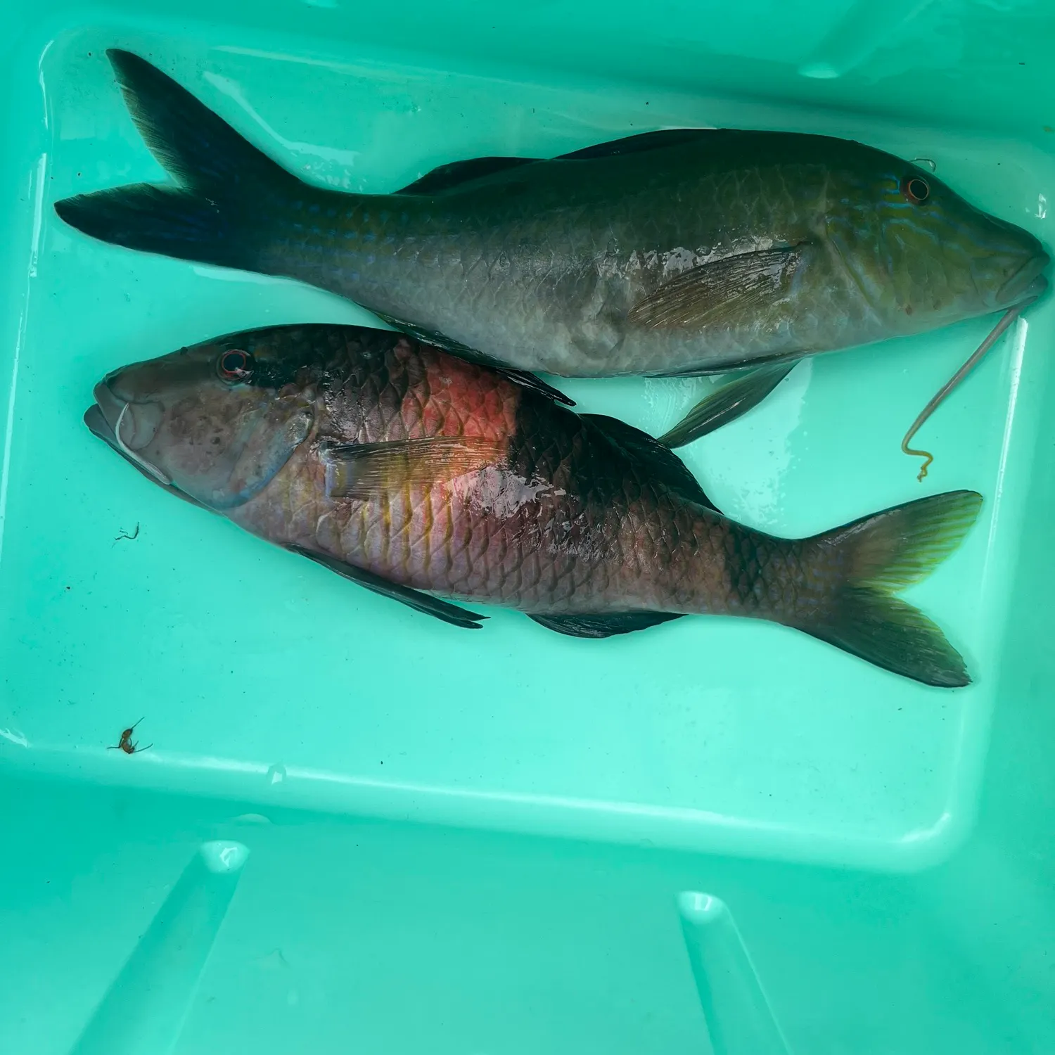 The most recent Manybar goatfish catches on Fishbrain