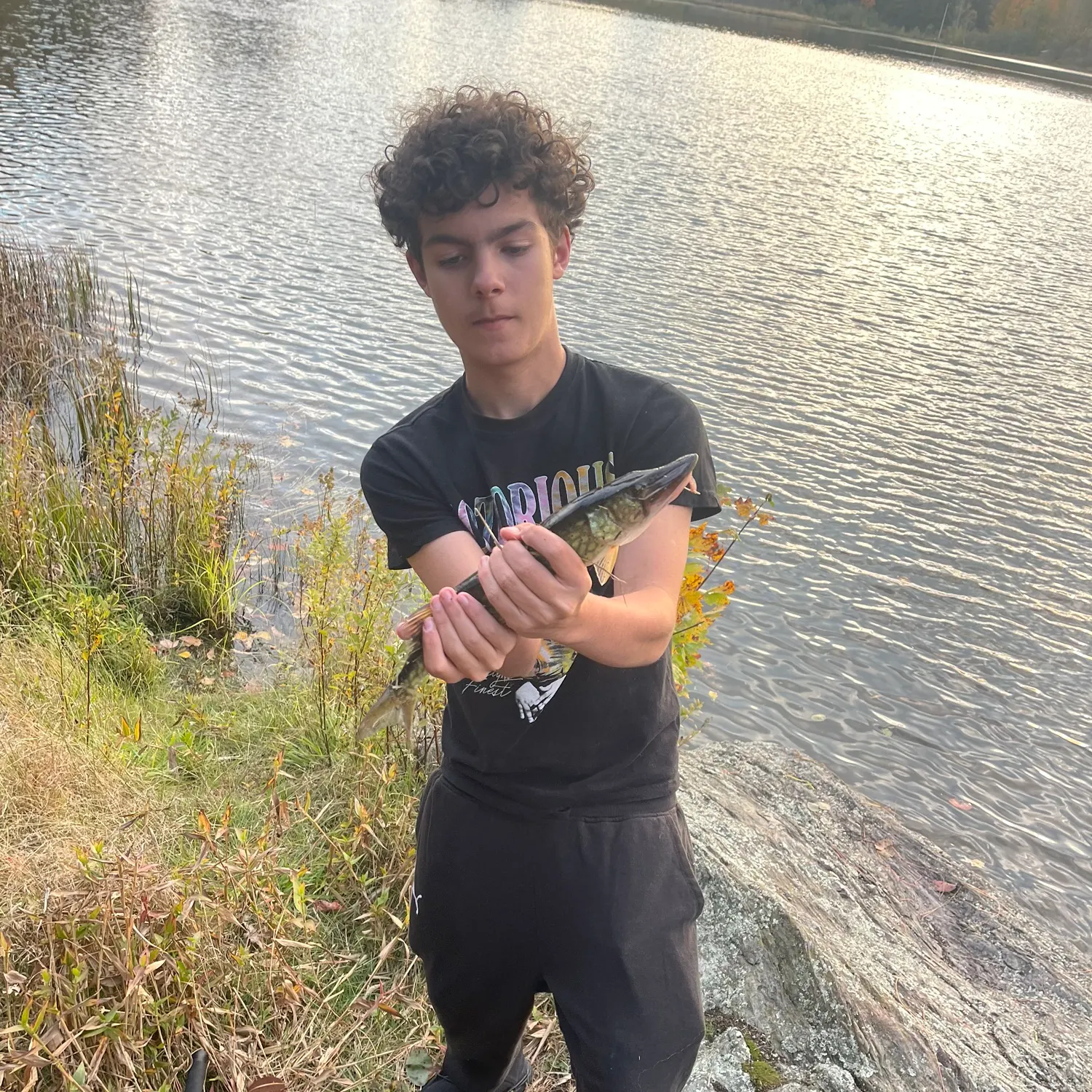 Chain pickerel caught on Fishbrain