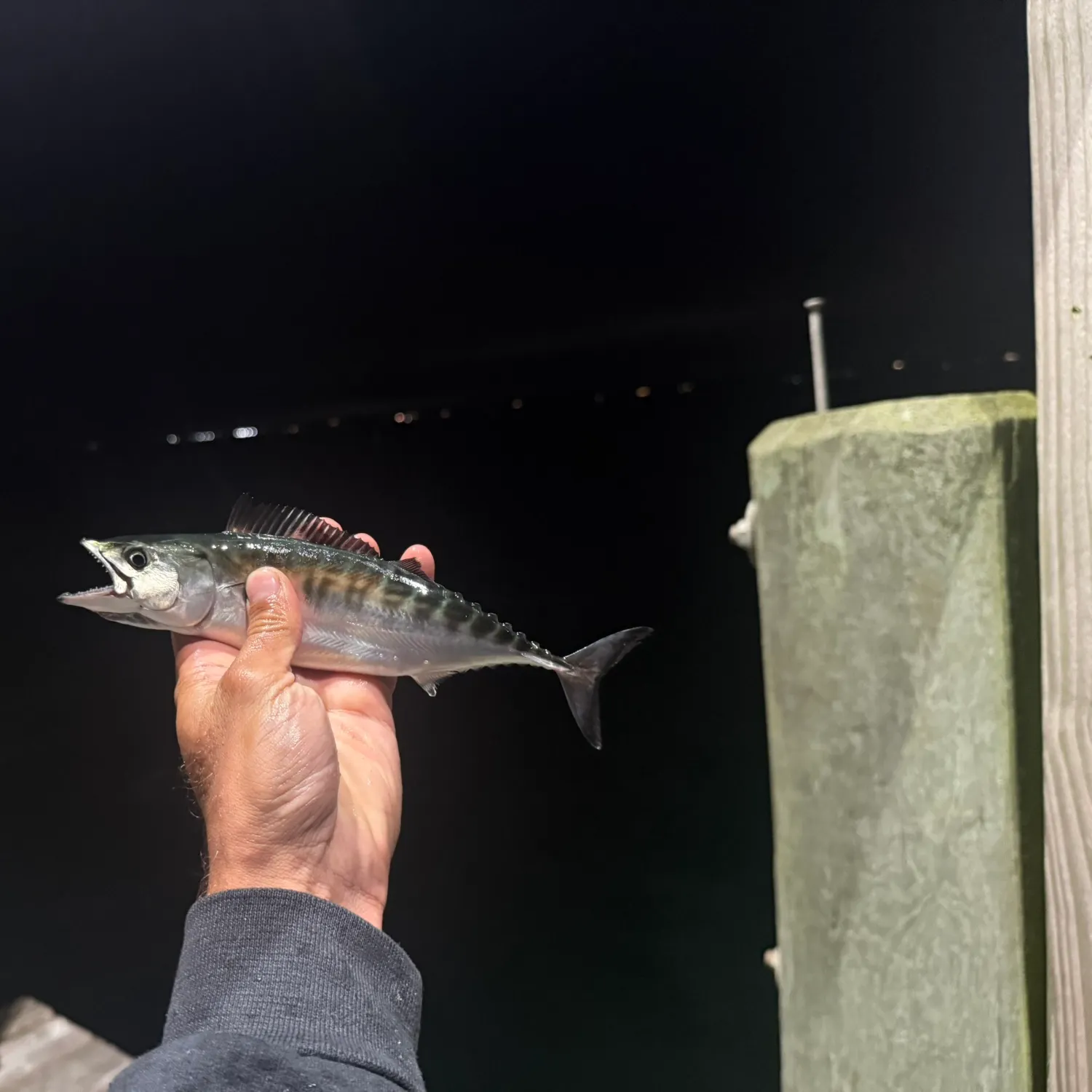 Atlantic bonito caught on Fishbrain