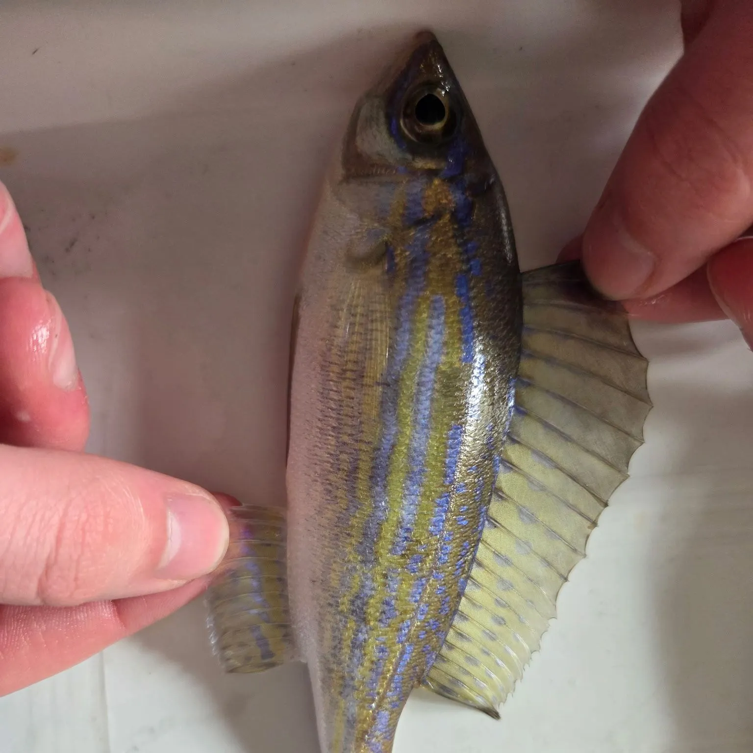 The most recent Blotched picarel catches on Fishbrain