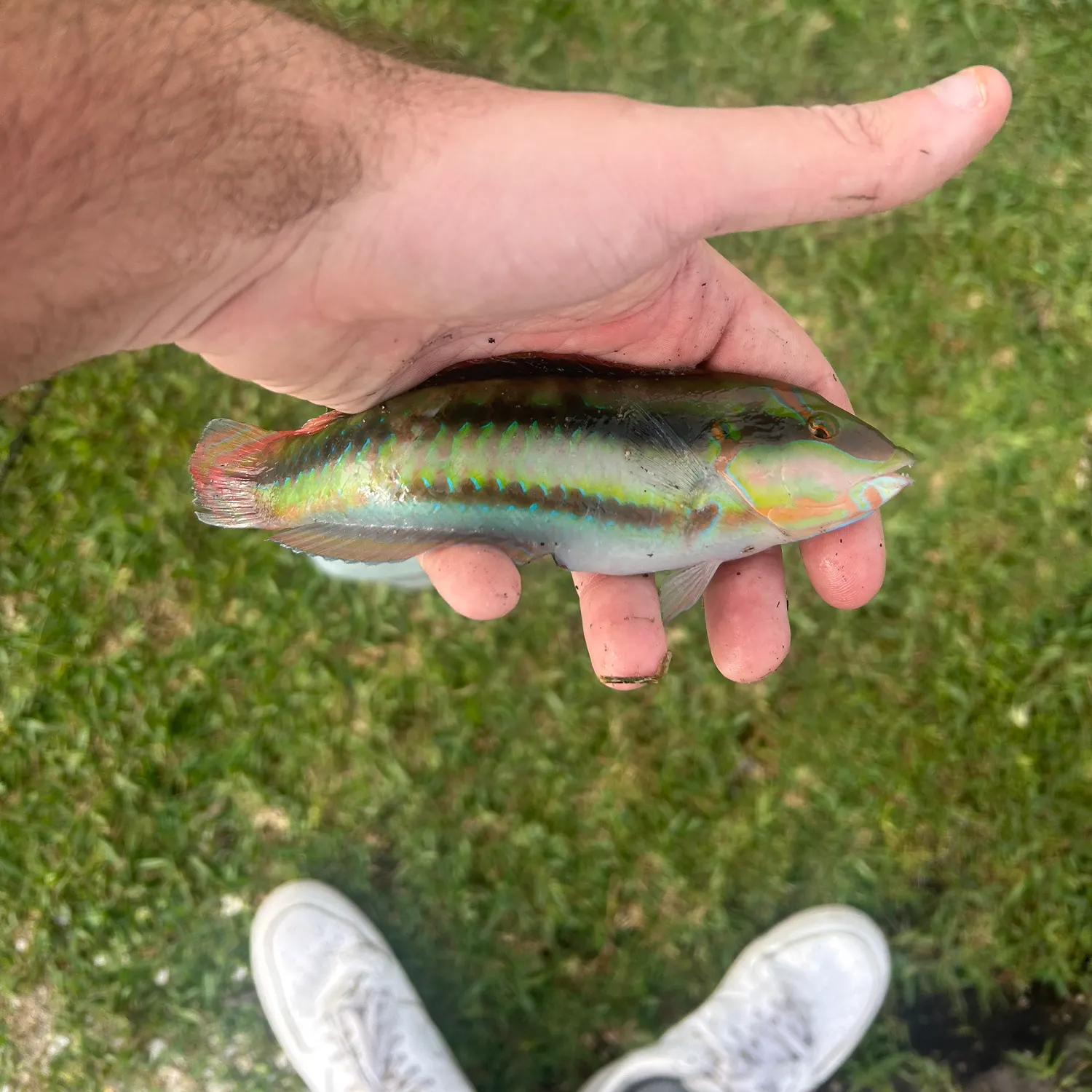 The most recent Slippery dick wrasse catches on Fishbrain